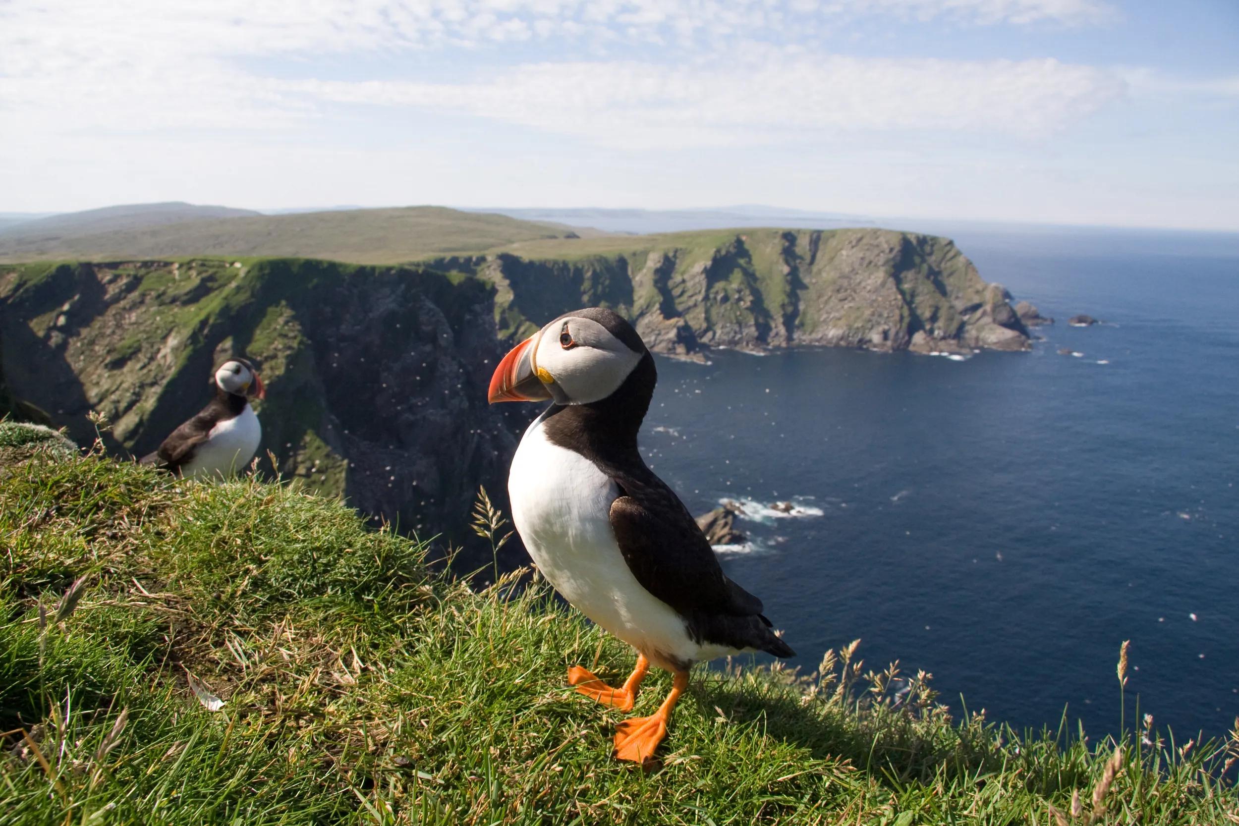 a-eu-uk-scotland-shetland-islands-puffins-147668933-g-rf
