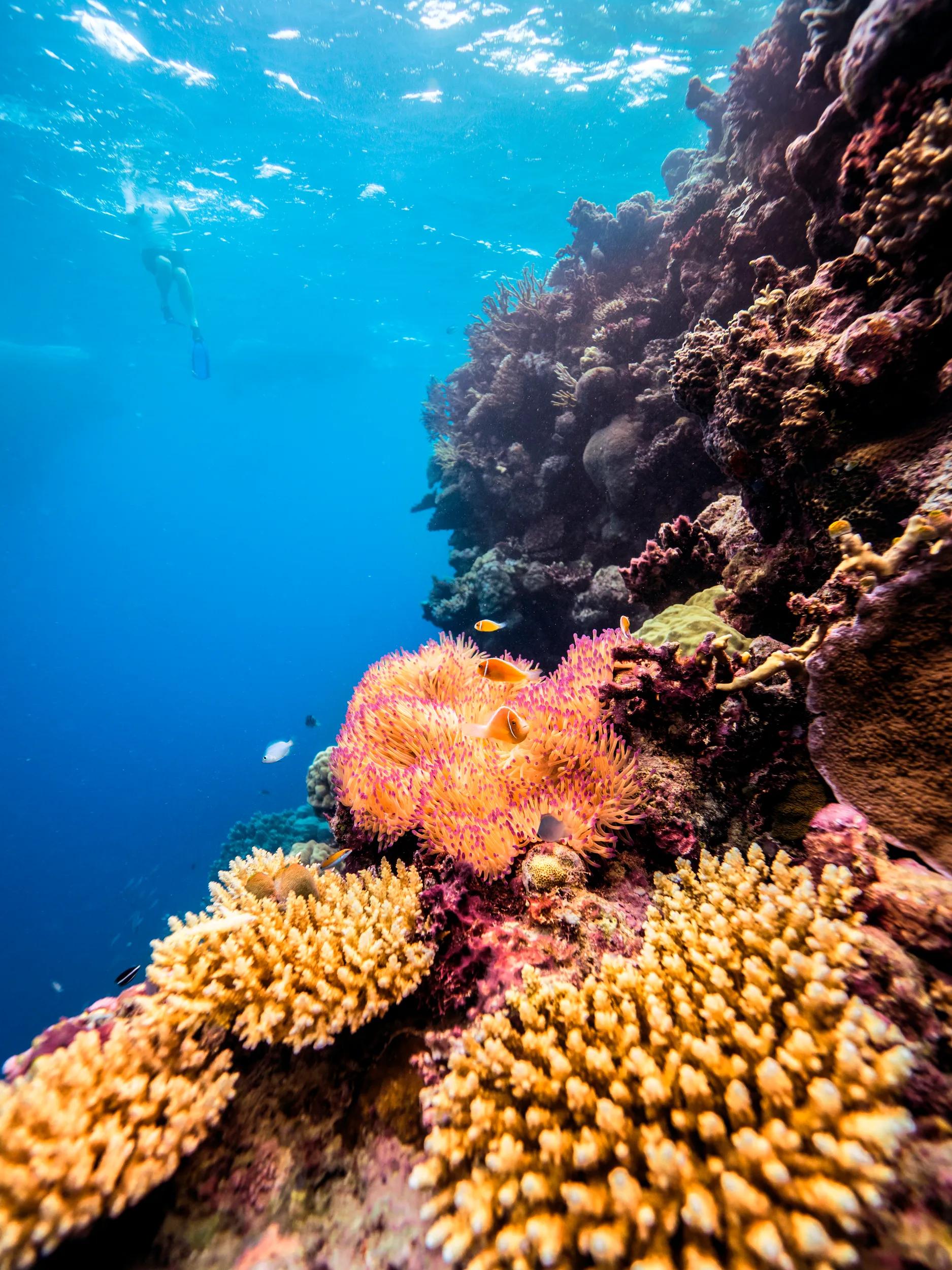 Coral Reef, QLD - Outerknown Adventures Great Barrier Reef