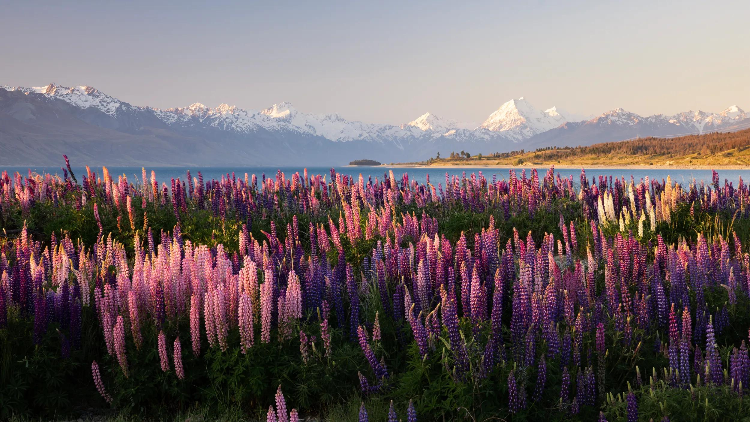 Springtime in New Zealand. The setting sun highlights the multicolored lupines growing wild along the shoreline of Lake Pukaki. In the background are the Southern Alps, including Mt Cook, New Zealand's highest mountain.