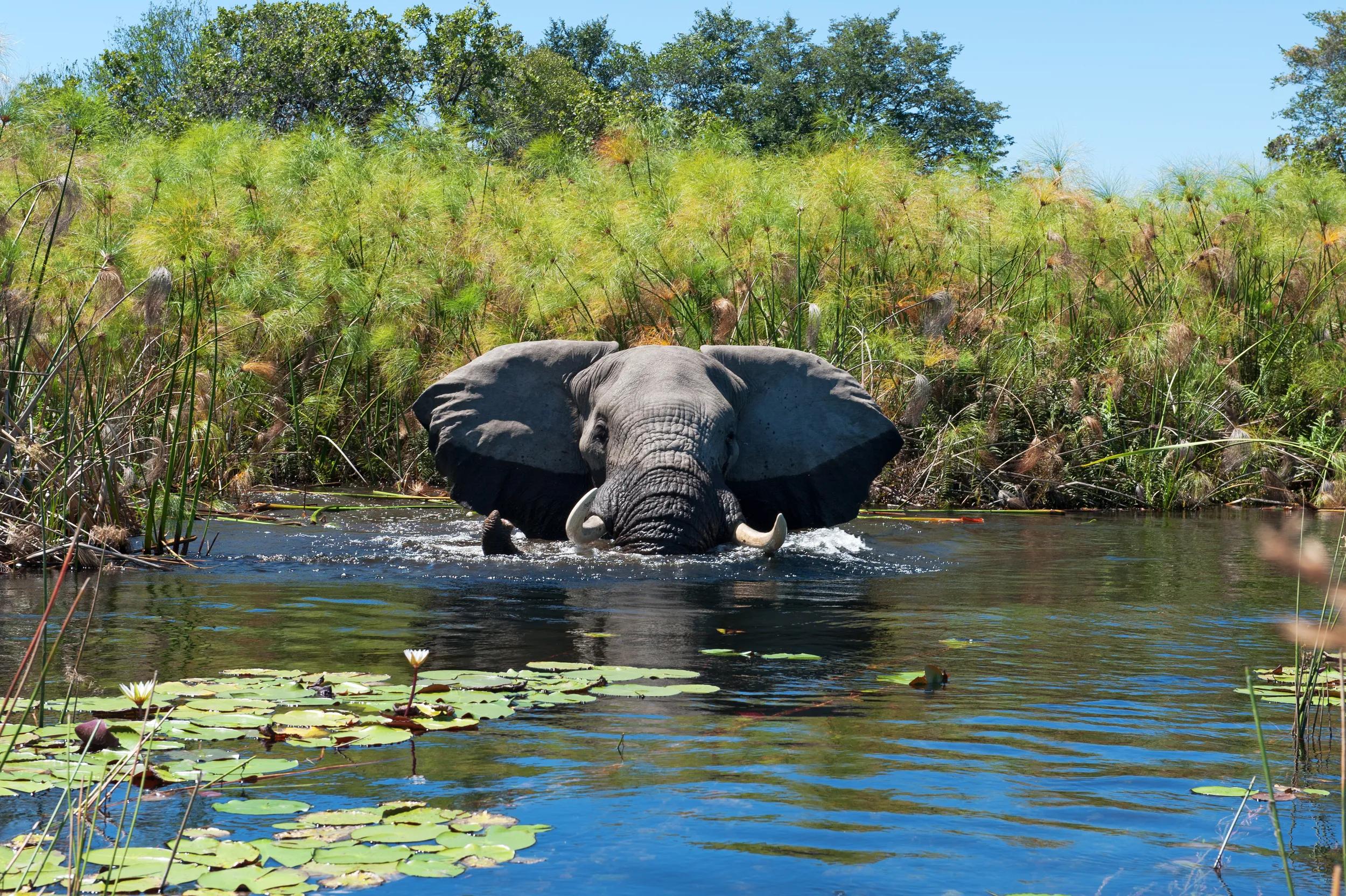 African elephant taking a bath in water of the wetlands, surrounded by papyrus plants,  in the Xigera Concession of Botswana.