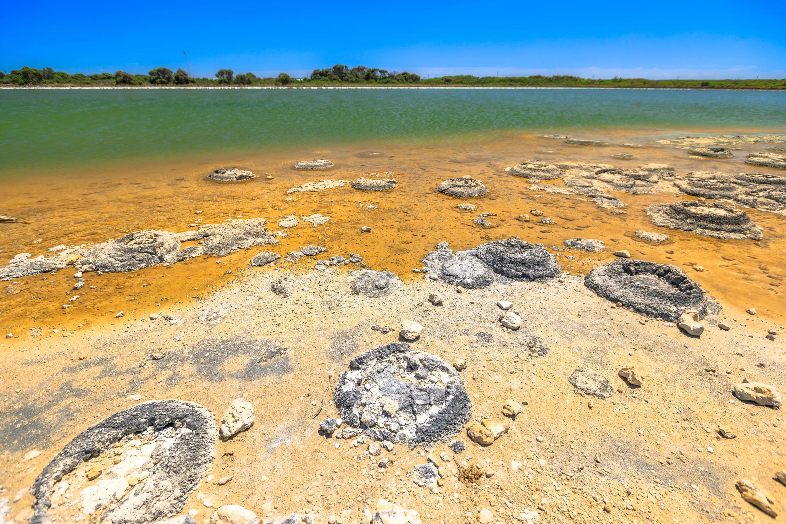 Australian landscape of Stromatolites at Lake Thetis, a saline coastal lake in Cervantes, Western Australia. Sunny with blue sky.