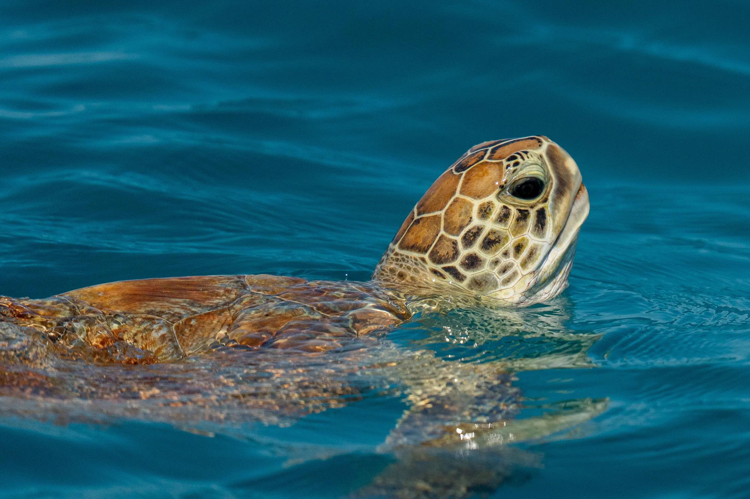Sea Turtle at Ashmore Reef, Seabourn Pursuit Kimberley Voyage July 2025