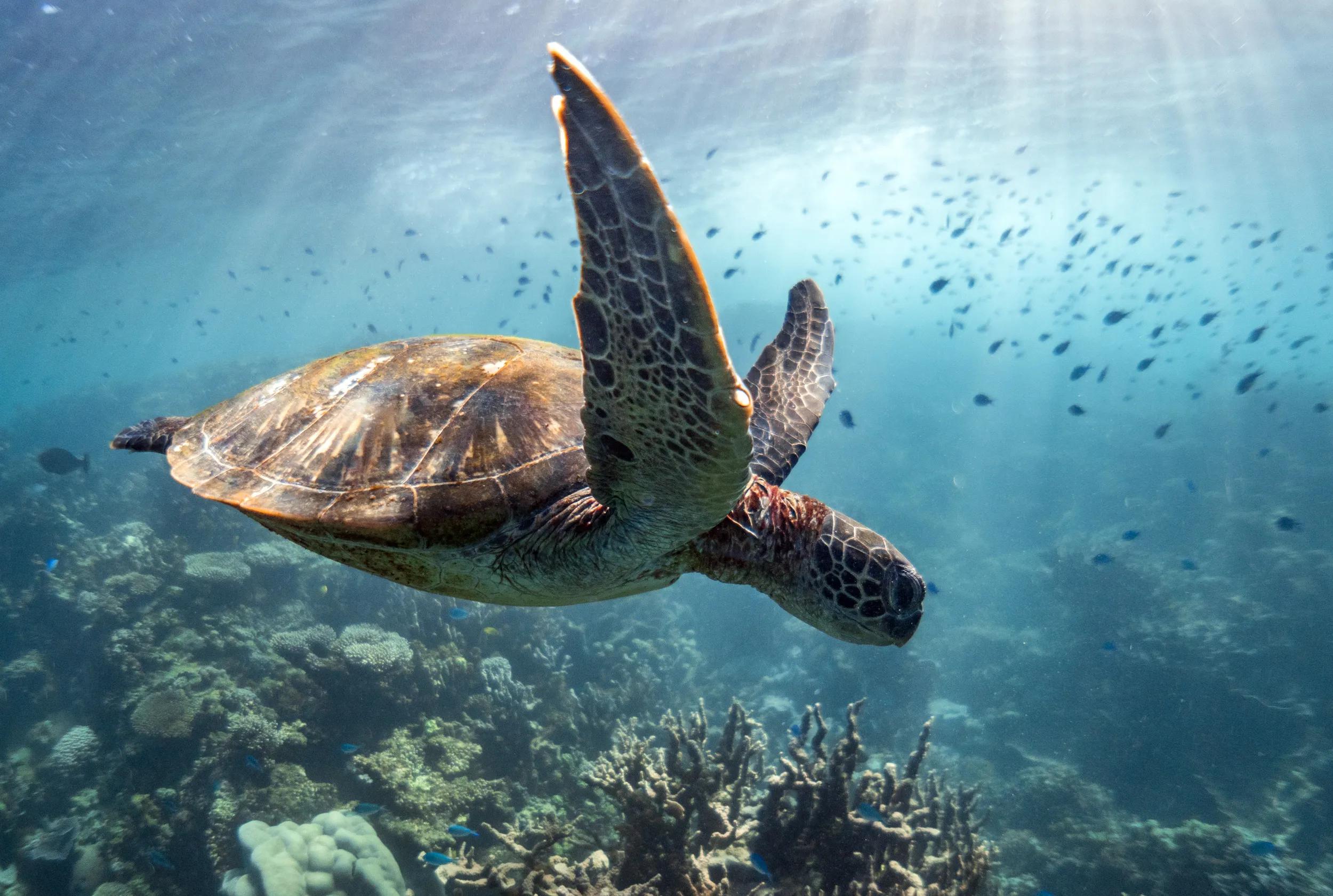 Sea Turtle swims through school of fish, Ningaloo reef, Western Australia