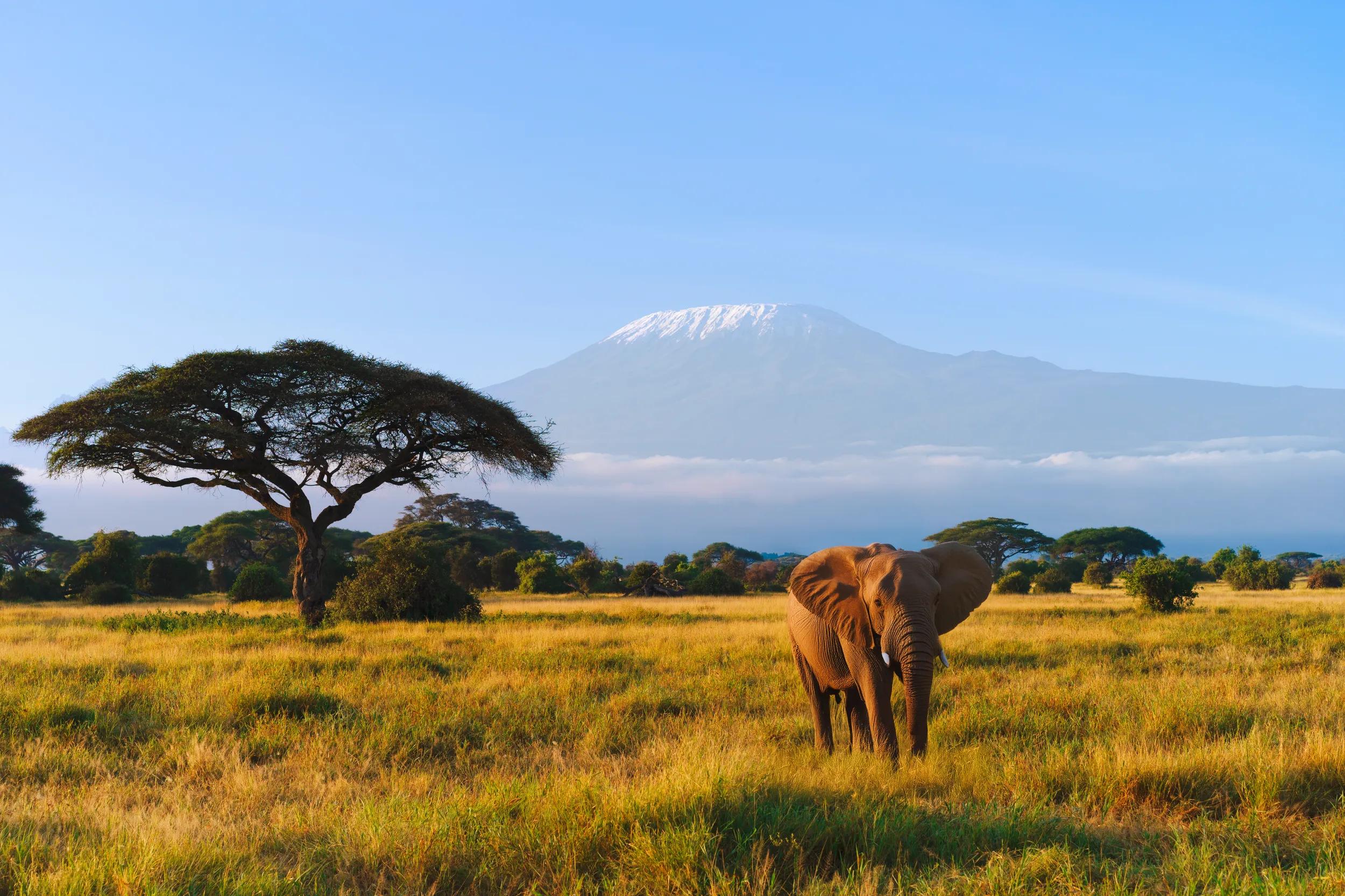 Young African elephant in front of Kilimanjaro mountain in Amboseli National Park, Kenya