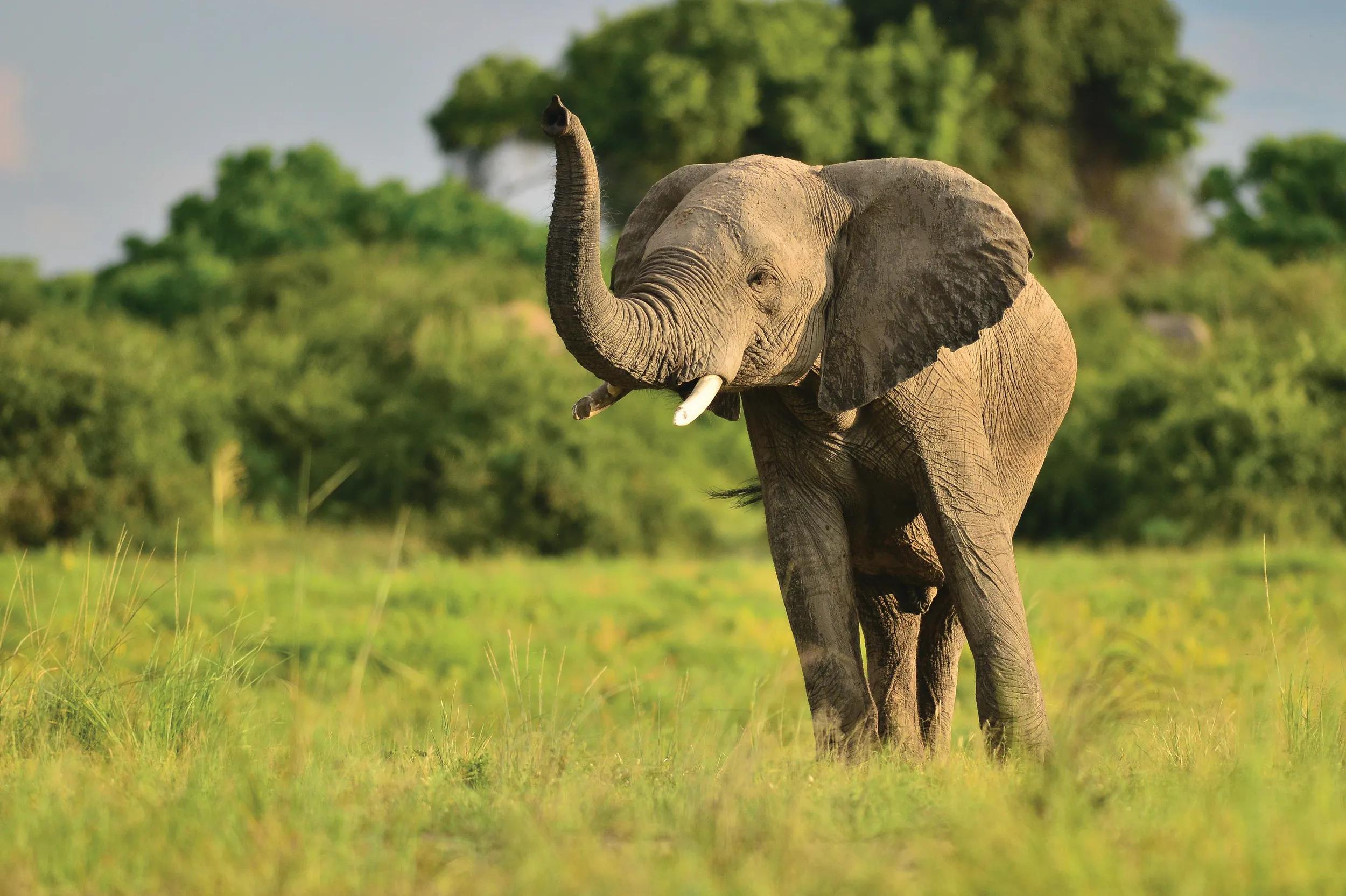 PLEASE NOTE: Only for use with Zambezi Queen.