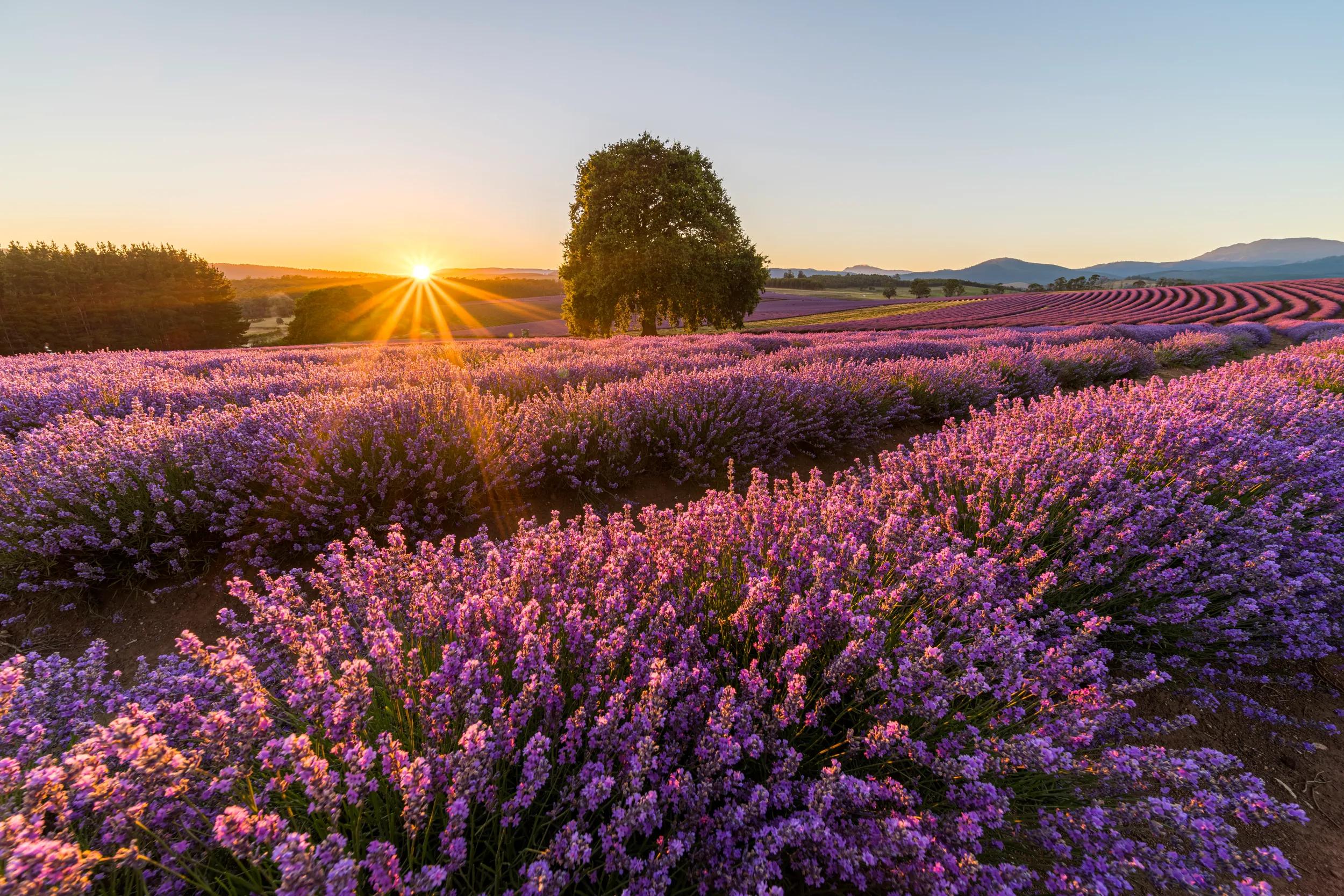Bridestowe Lavender Estate, at Nabowla, Tasmania is considered one of the State's most spectacular vistas during flowering in December and January.