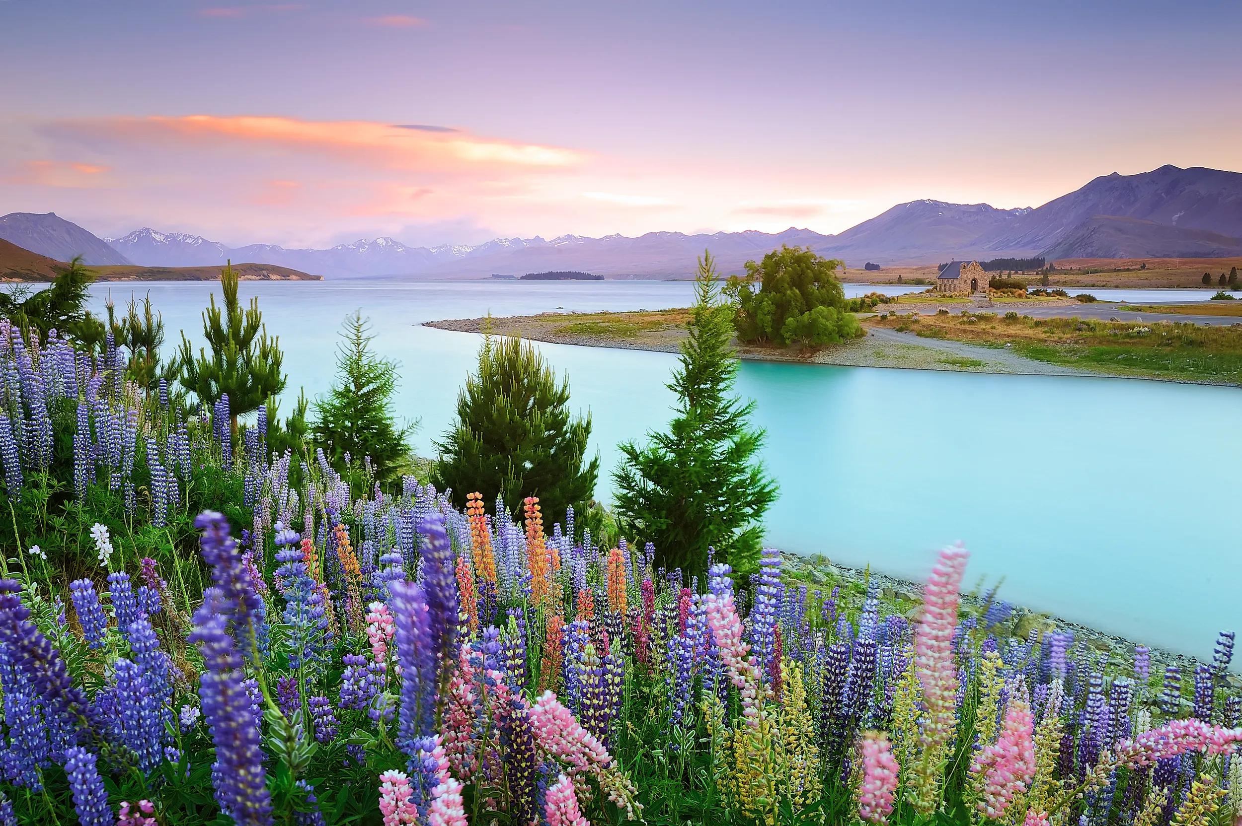 Blue bell flowers by Lake Tekapo, New Zealand.