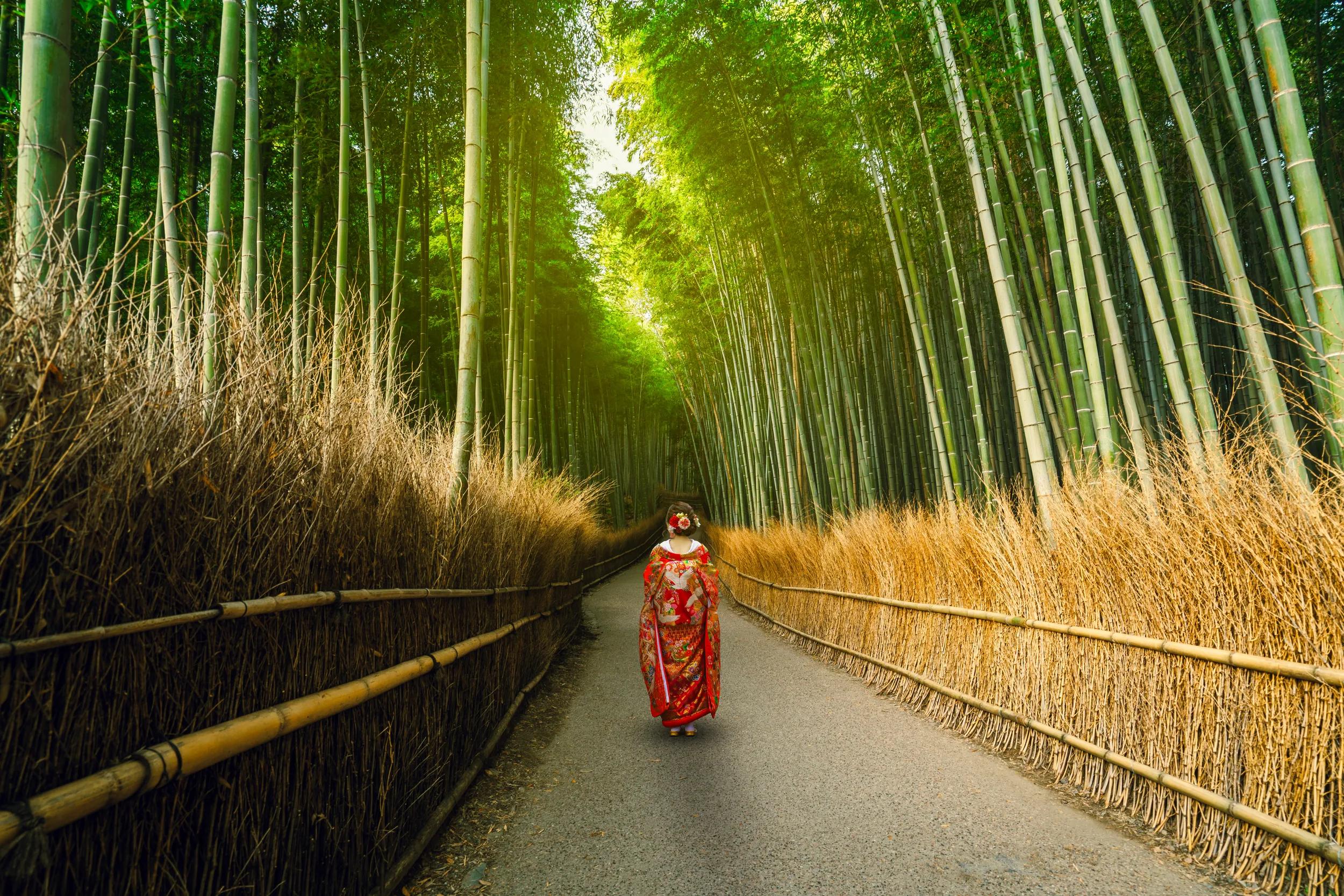 Woman wearing Japanese traditional red kimono at Bamboo Forest in Arashiyama, Kyoto, Japan.