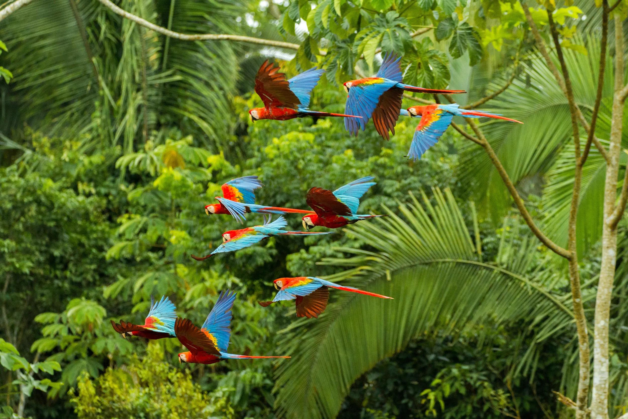 t-sca-peru-amazon-rainforest-macaws-flying-2394481153-s