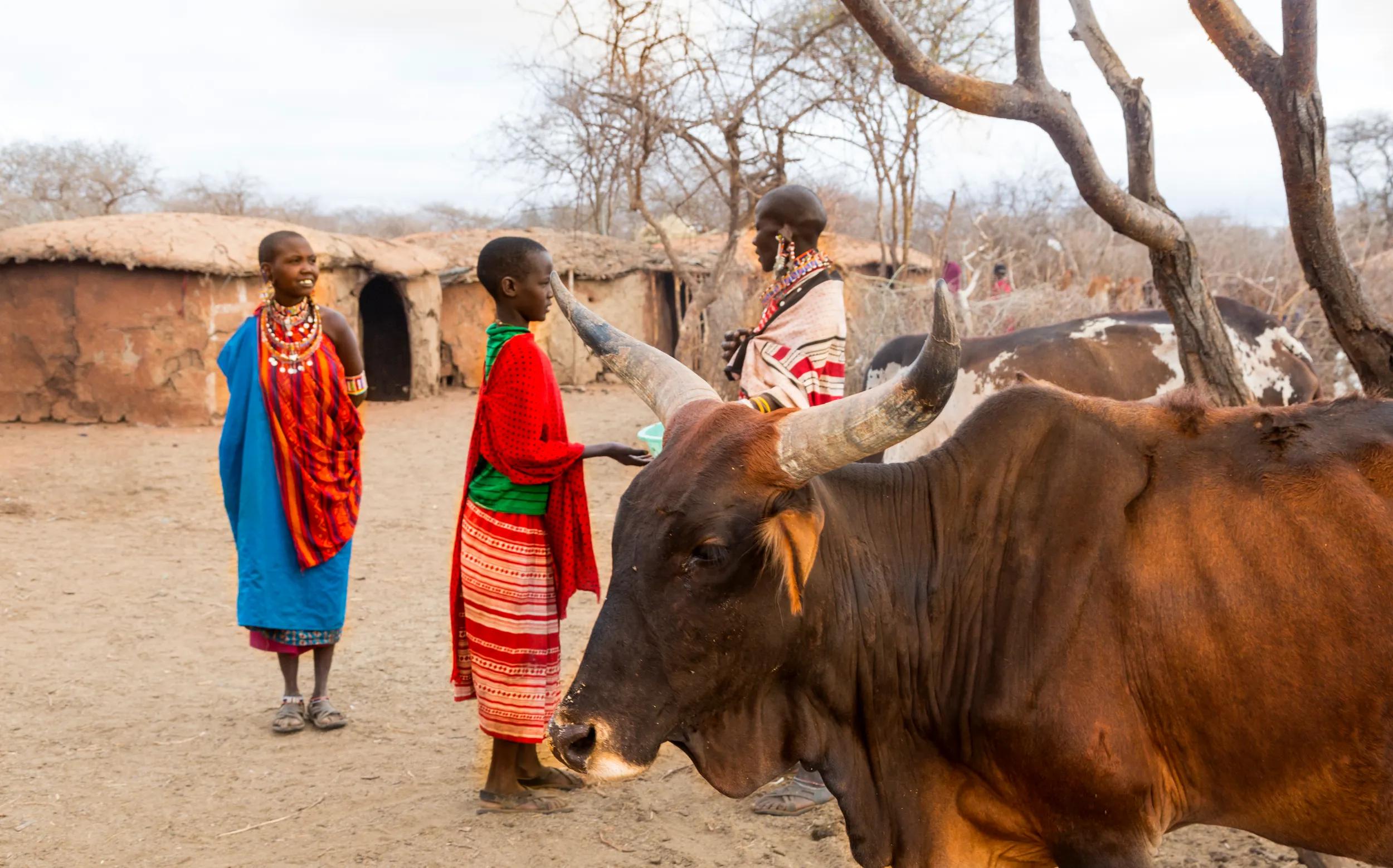 Women and cattle in Maasai village. Kenya