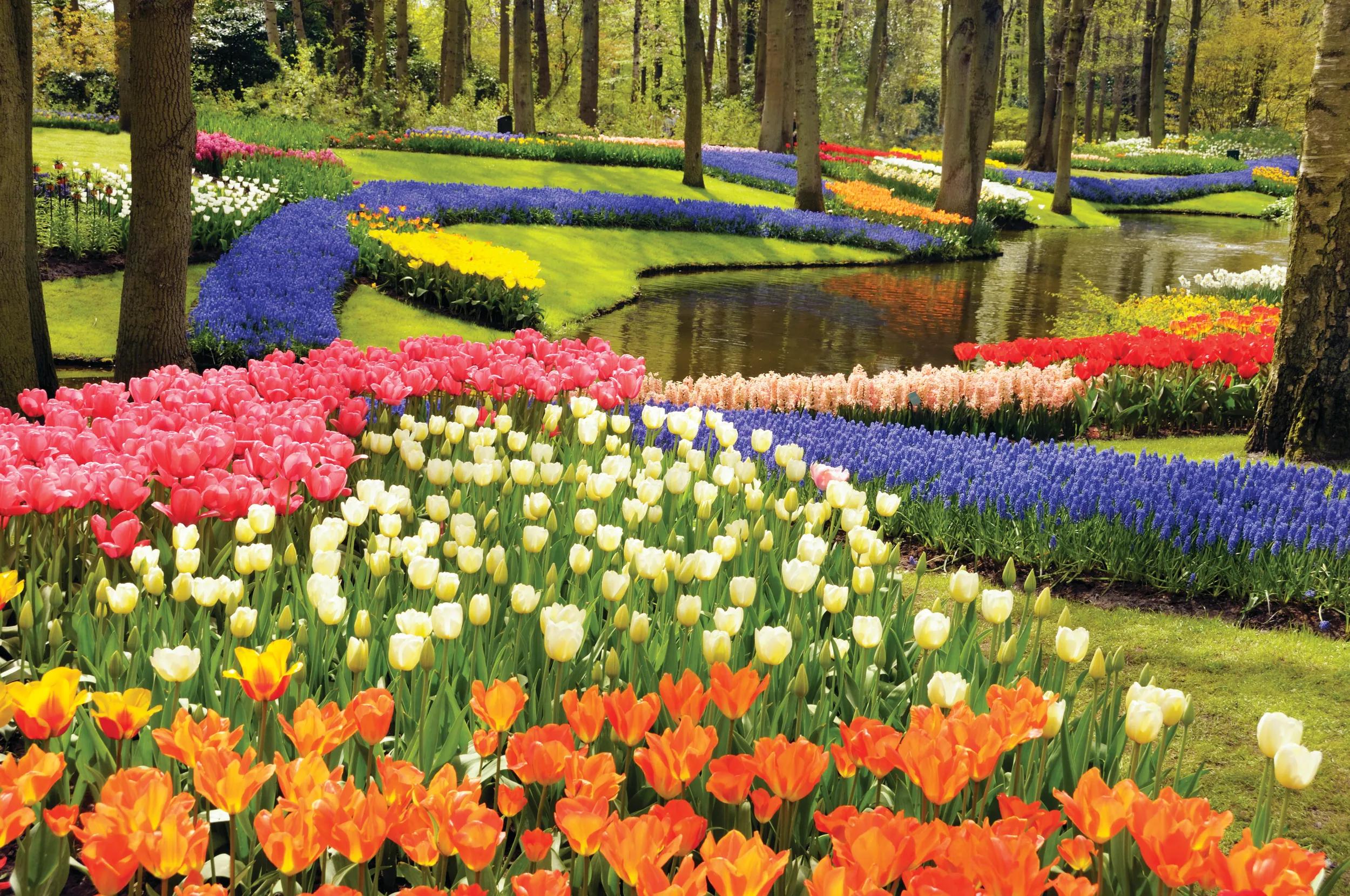 Also known as the Garden of Europe, is one of the world's largest flower gardens, situated in Lisse, Netherlands.