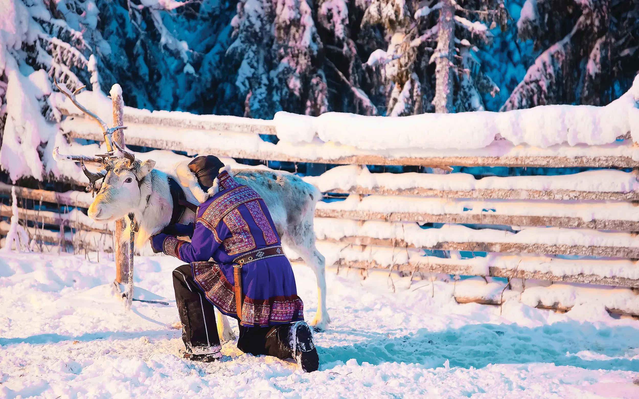 Man in Saami traditional garment at Reindeer in Winter Snow Forest at Finnish Farm in Rovaniemi, Finland, Lapland at Christmas. At the North Arctic Pole.