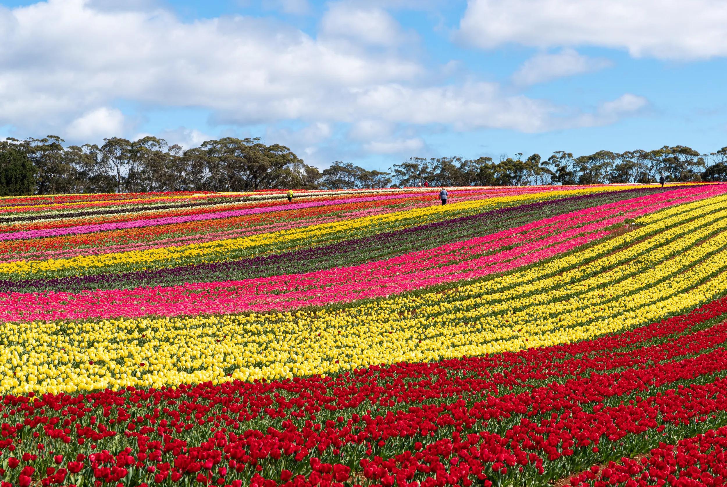Colourful full bloom tulips flowers at Table Cape Tulip Farm, Wynyard, Tasmania, Australia
