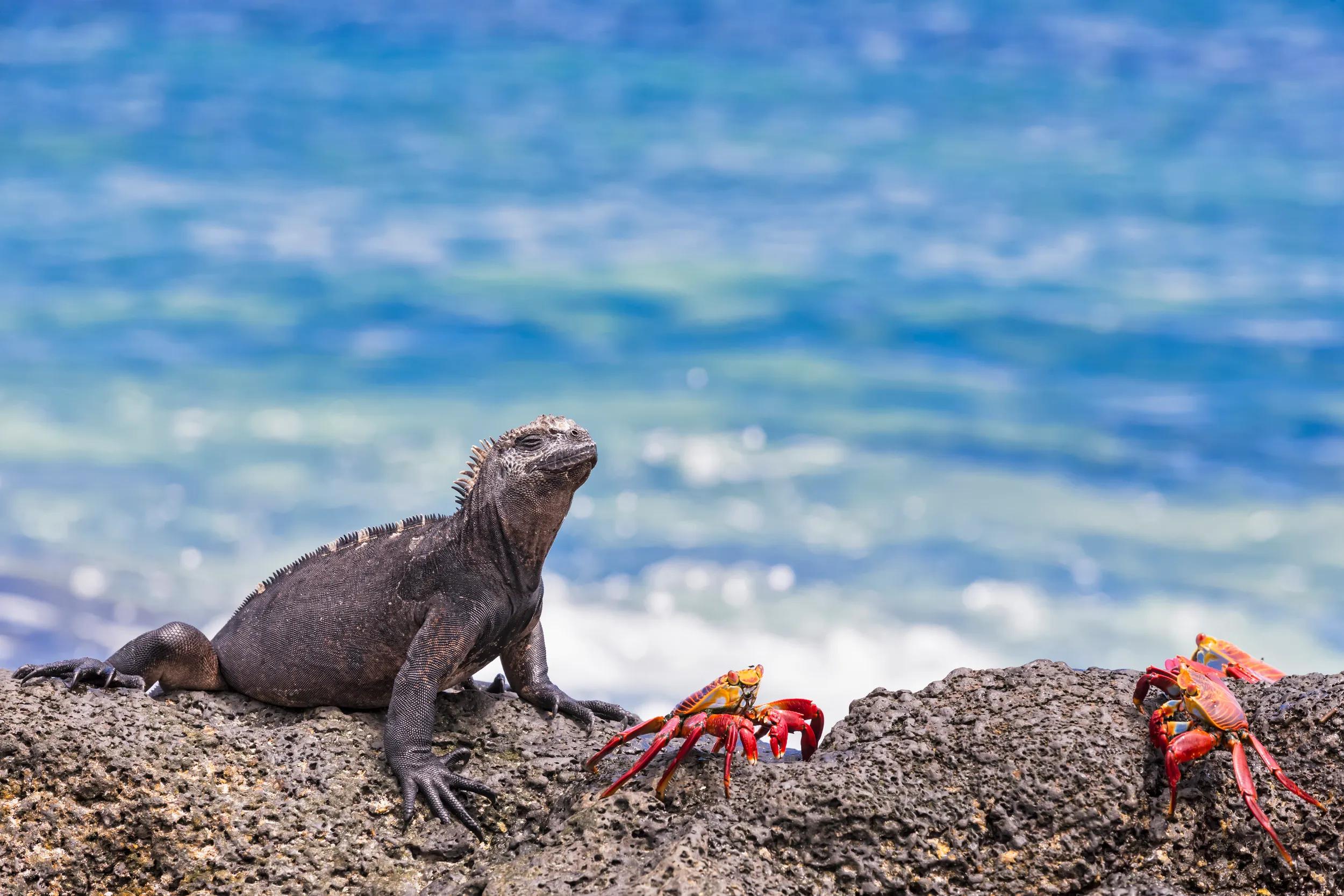 Südamerika, Pazifik, Pazifischer Ozean, Ecuador, Galapagosinseln, Galápagos-Inseln, Provinz Galápagos, Insel Santa Cruz, Playa Las Bachas, Meerechse (Amblyrhynchus cristatus), en: Marine iguana