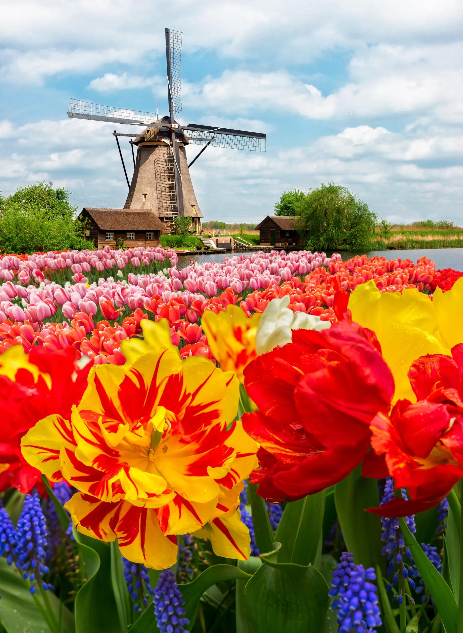 one dutch windmill over tulip flowers field in sunny day, Netherlands