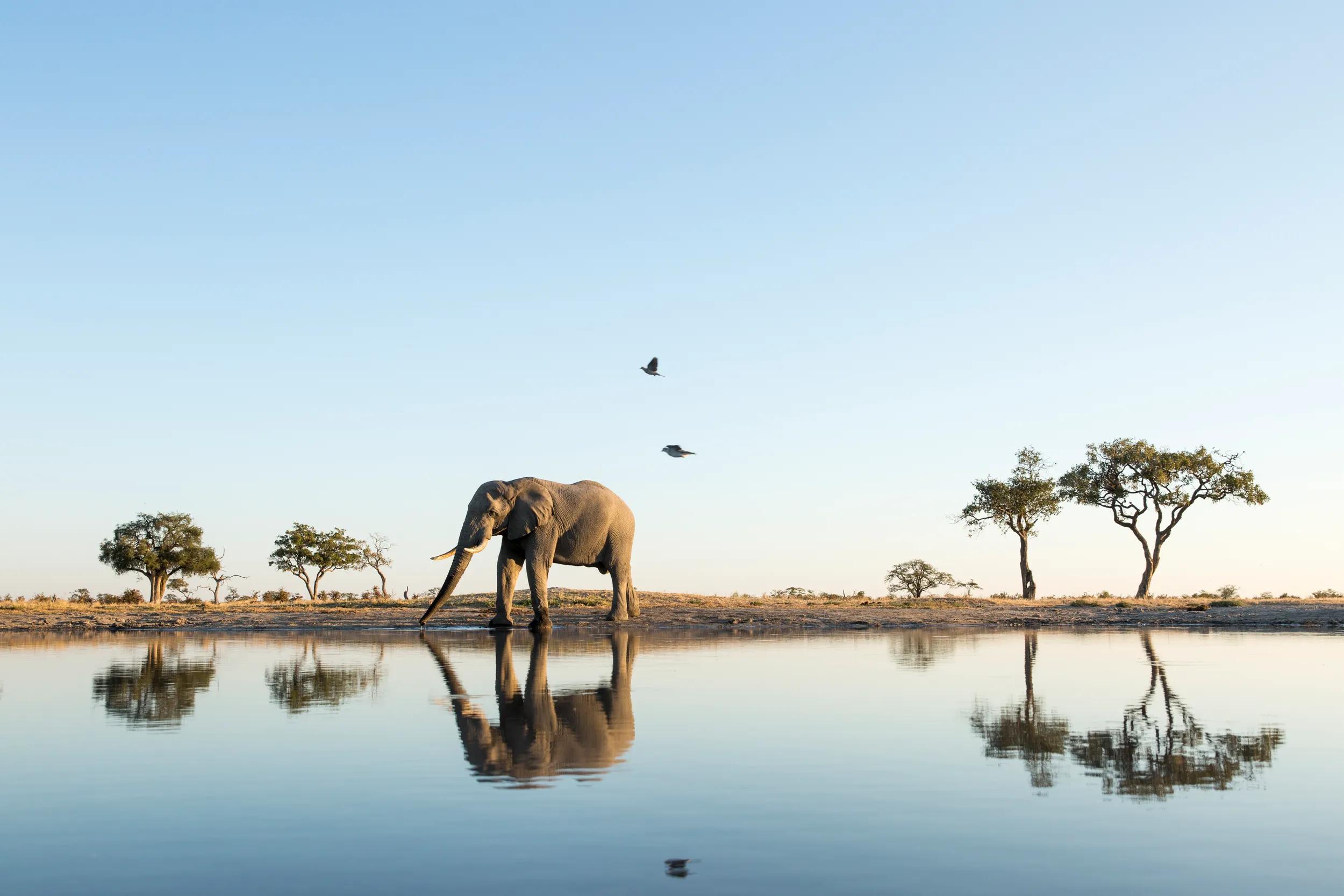 Africa, Botswana, Chobe National Park, African Elephant (Loxodonta africana) stands at edge of water hole in Savuti Marsh