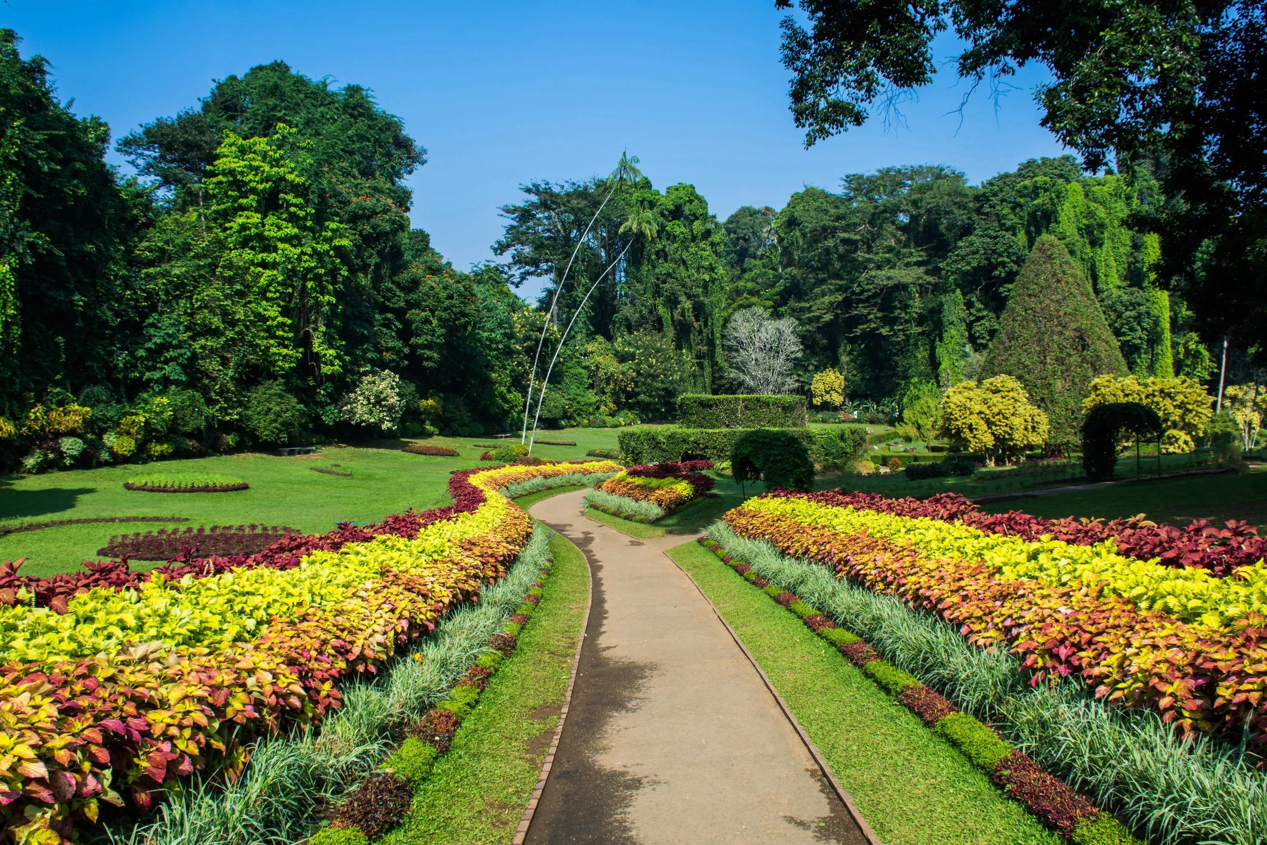 Royal Botanic Gardens, Peradeniya are about 5.5 km to the west of the city of Kandy in the Central Province of Sri Lanka. It attracts 2 million visitors annually. It is near the Mahaweli River.