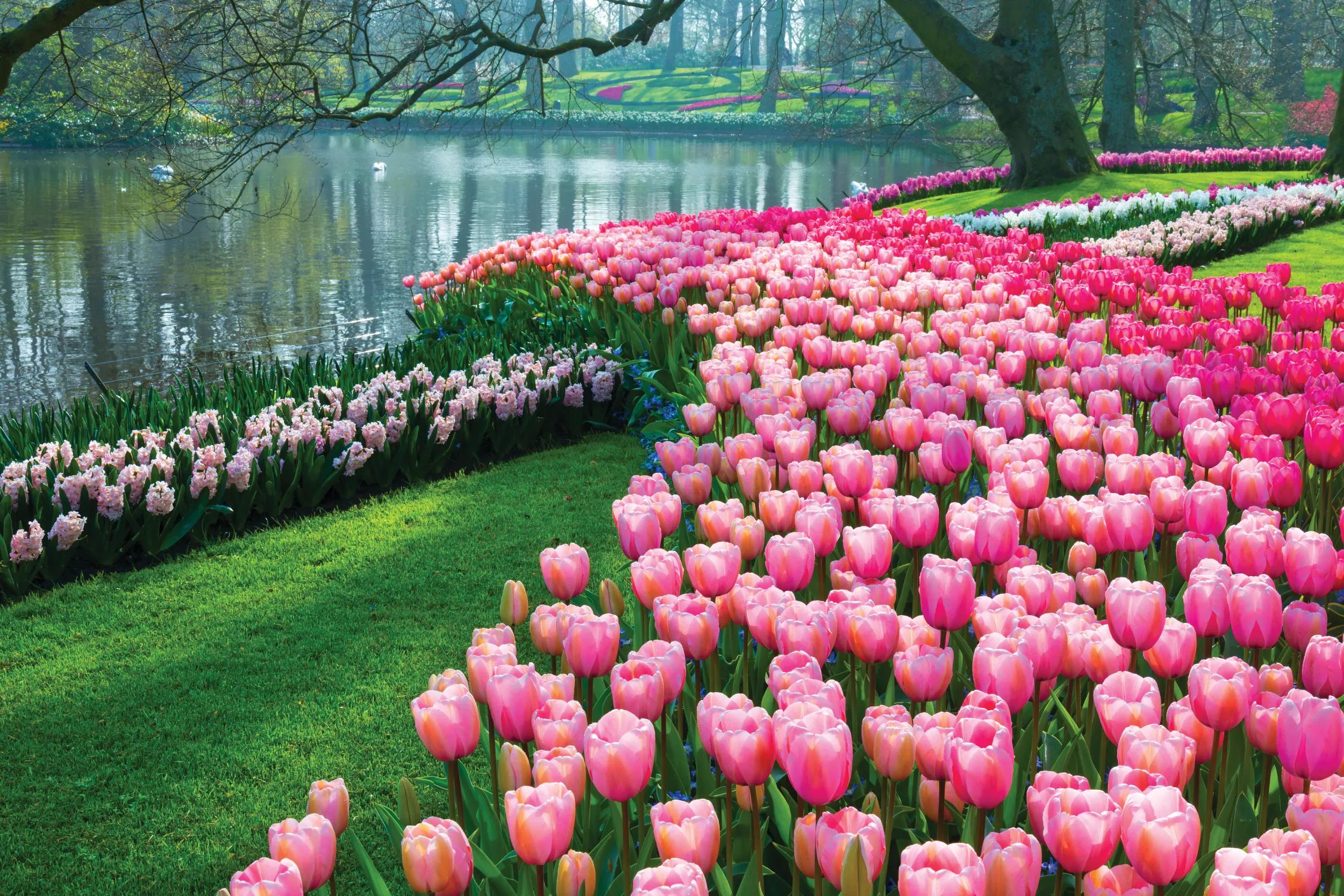 Also known as the Garden of Europe, is one of the world's largest flower gardens, situated in Lisse, Netherlands.