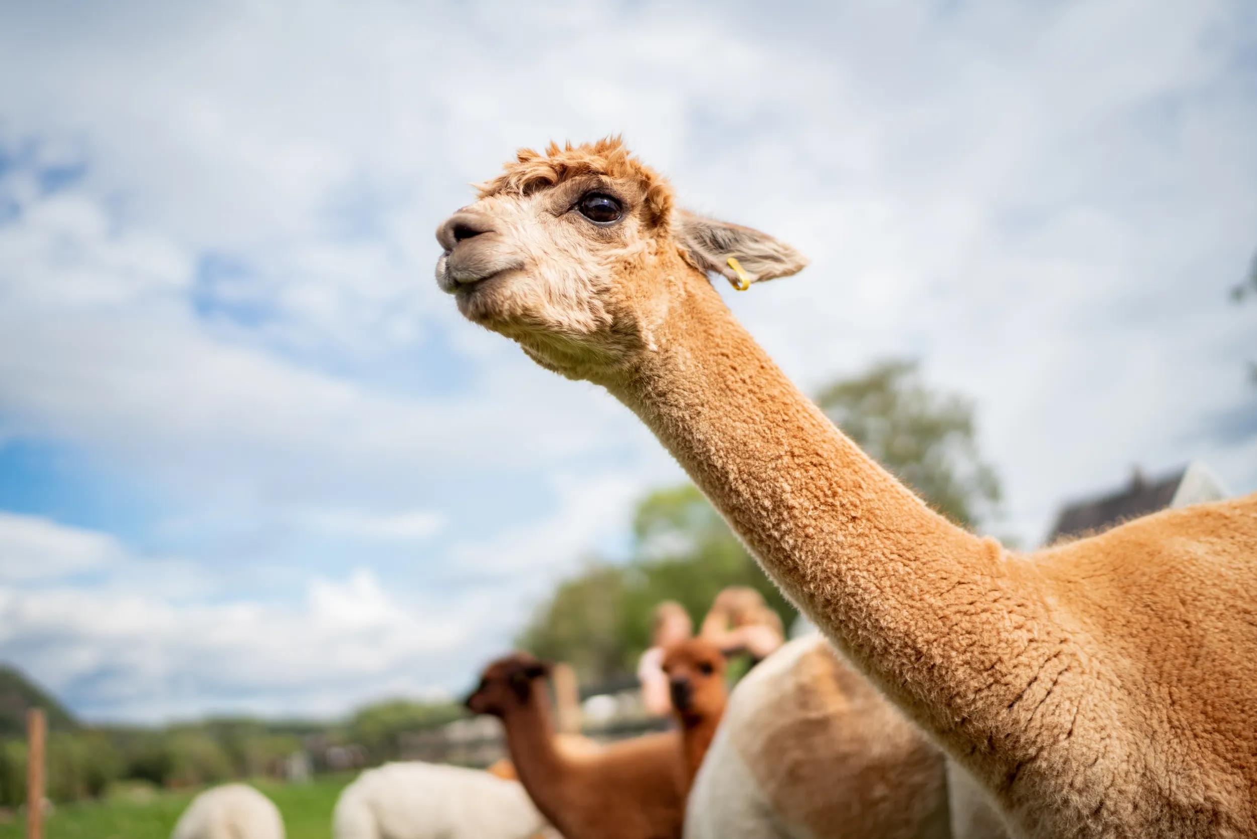 A closer look at a brown-wooled llama extending its neck out for the photo one afternoon on Asker, Norway. Llamas are social animals and are often kept in groups on farms. They are gentle and can be easily trained, making them popular among farmers.