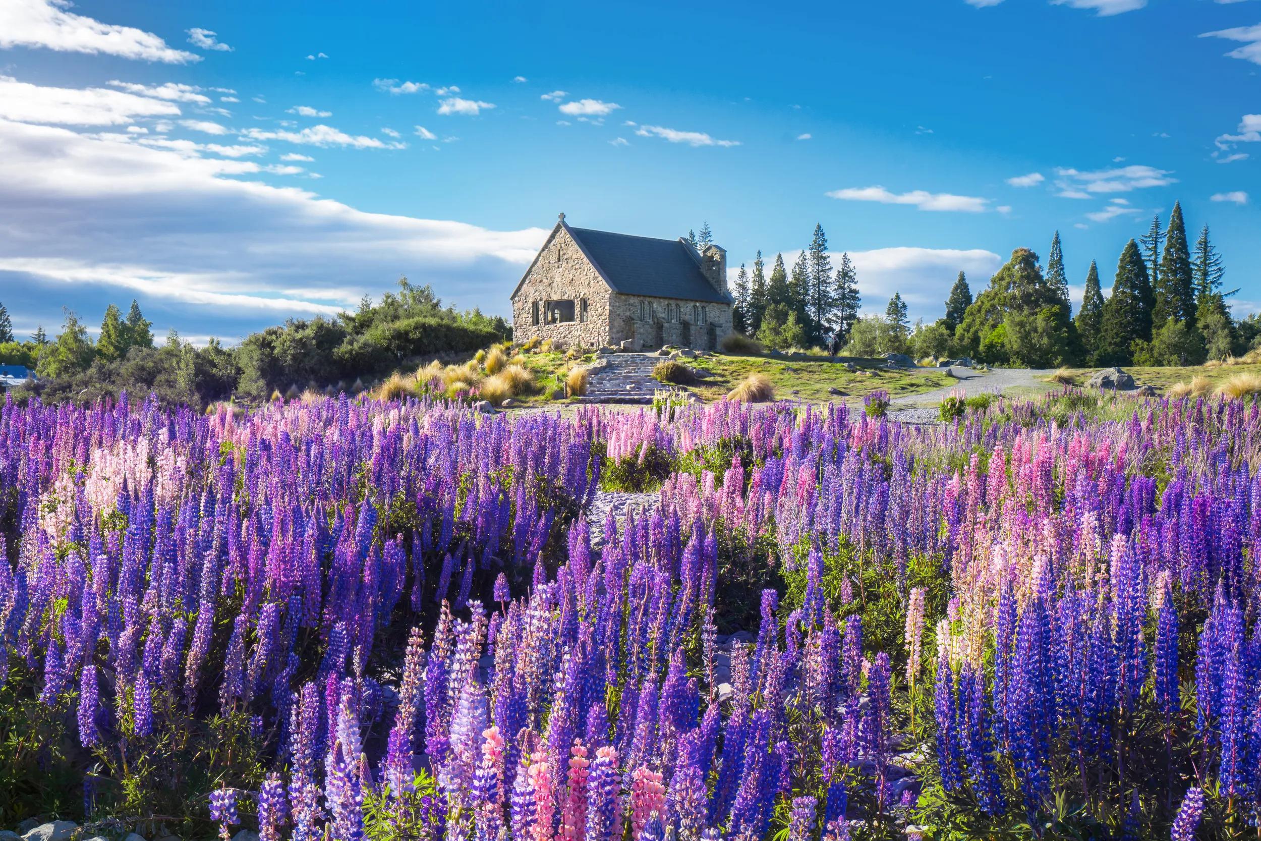 Church of the Good Shepherd and Lupine field at lake Tekapo, New Zealand. Lupin flower at lake Tekapo hit full bloom in December, summer season of New Zealand.