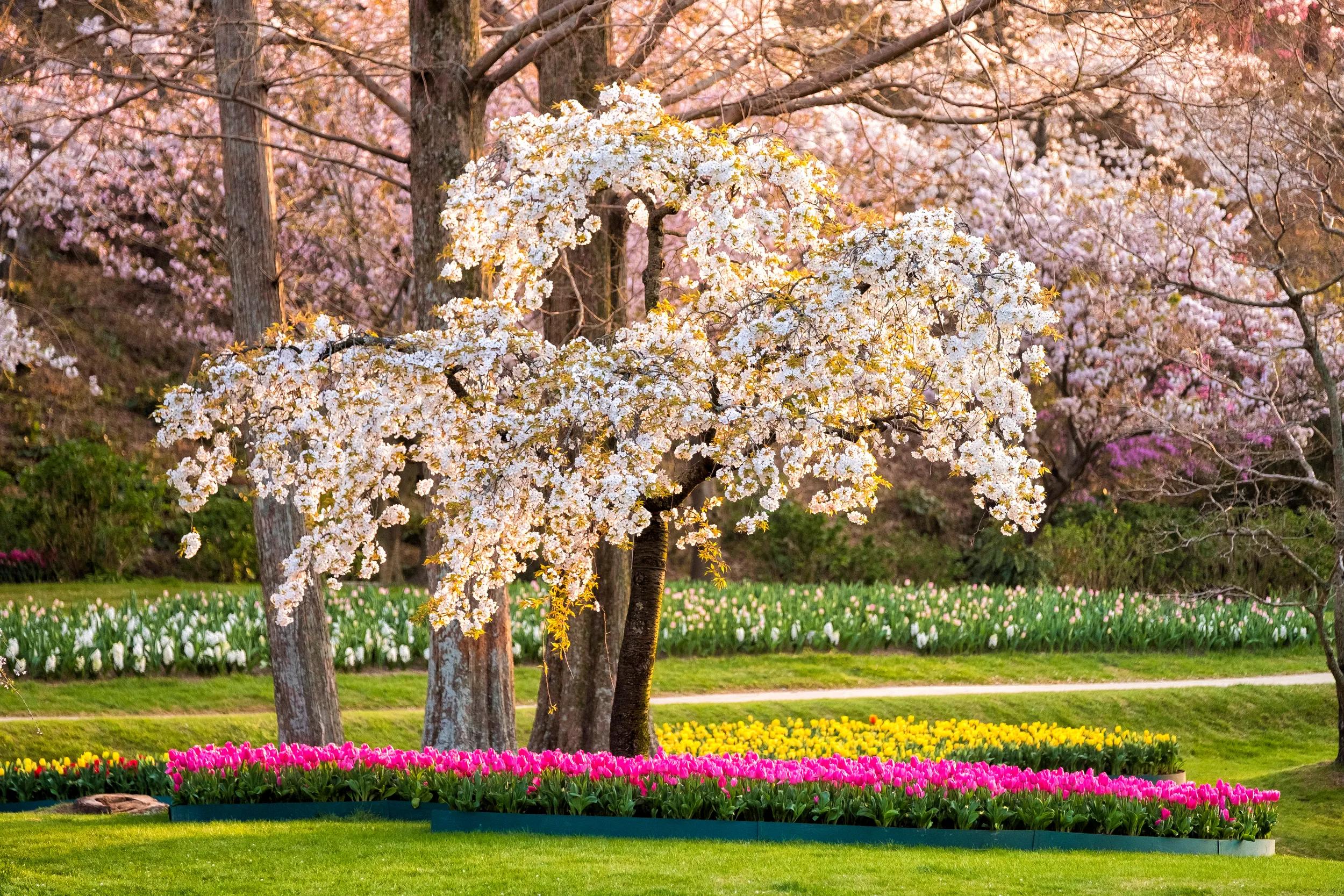 Cherry blossom in Hamamatsu flower park, Shizuoka, Japan
