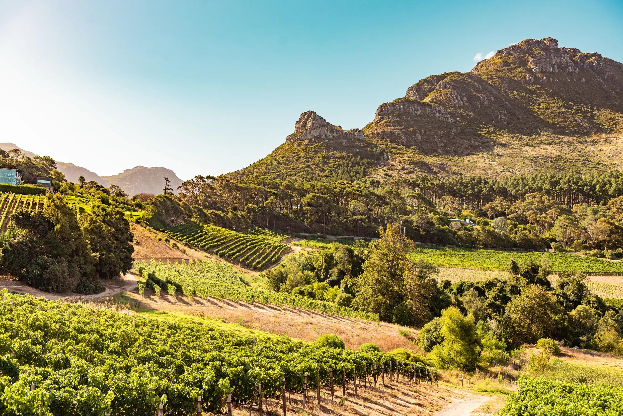 Vineyards in Constantia near Cape Town, South Africa