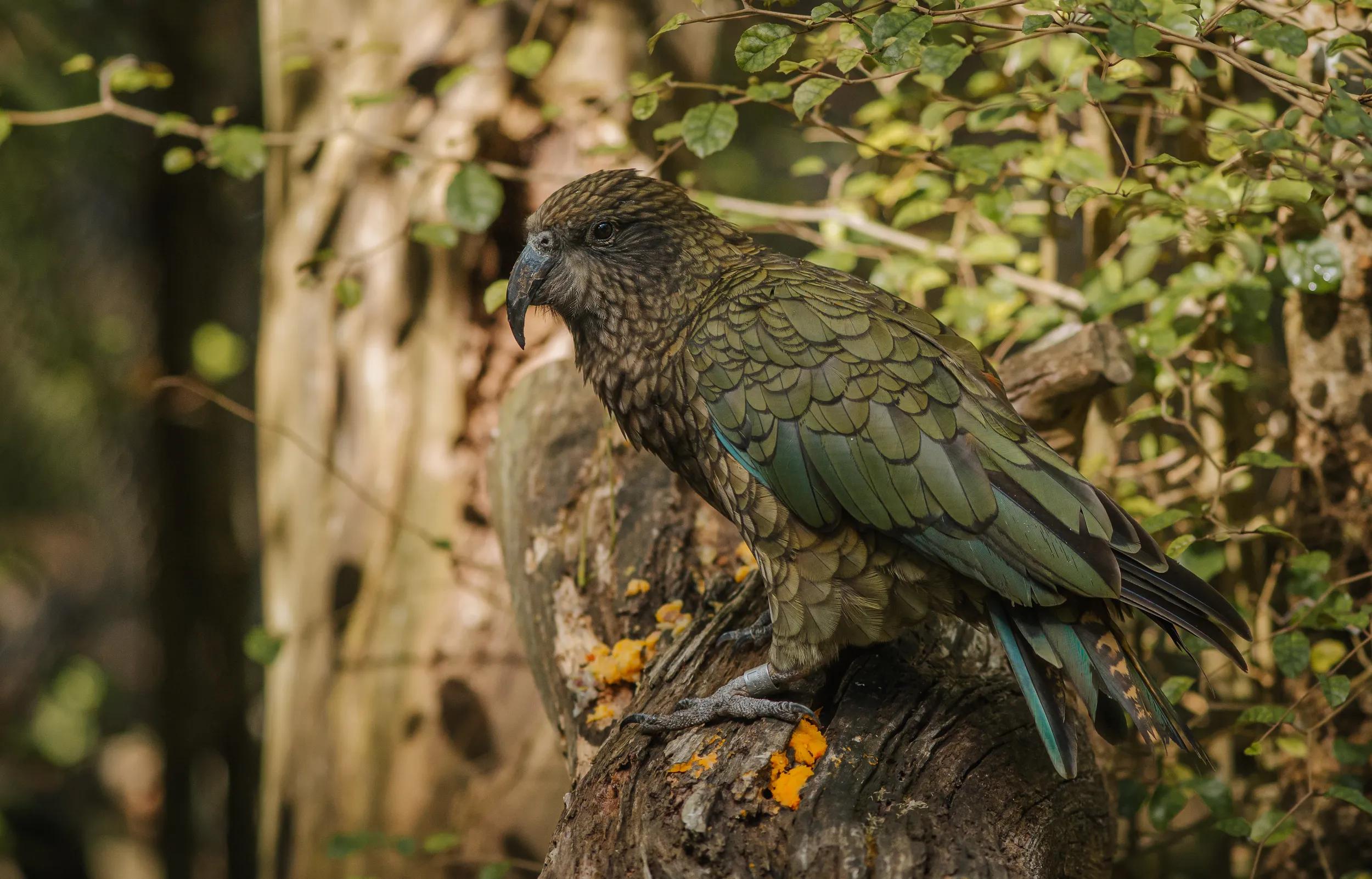 Kea bird - Te Wao Nuia - Auckland Zoo, NZ.