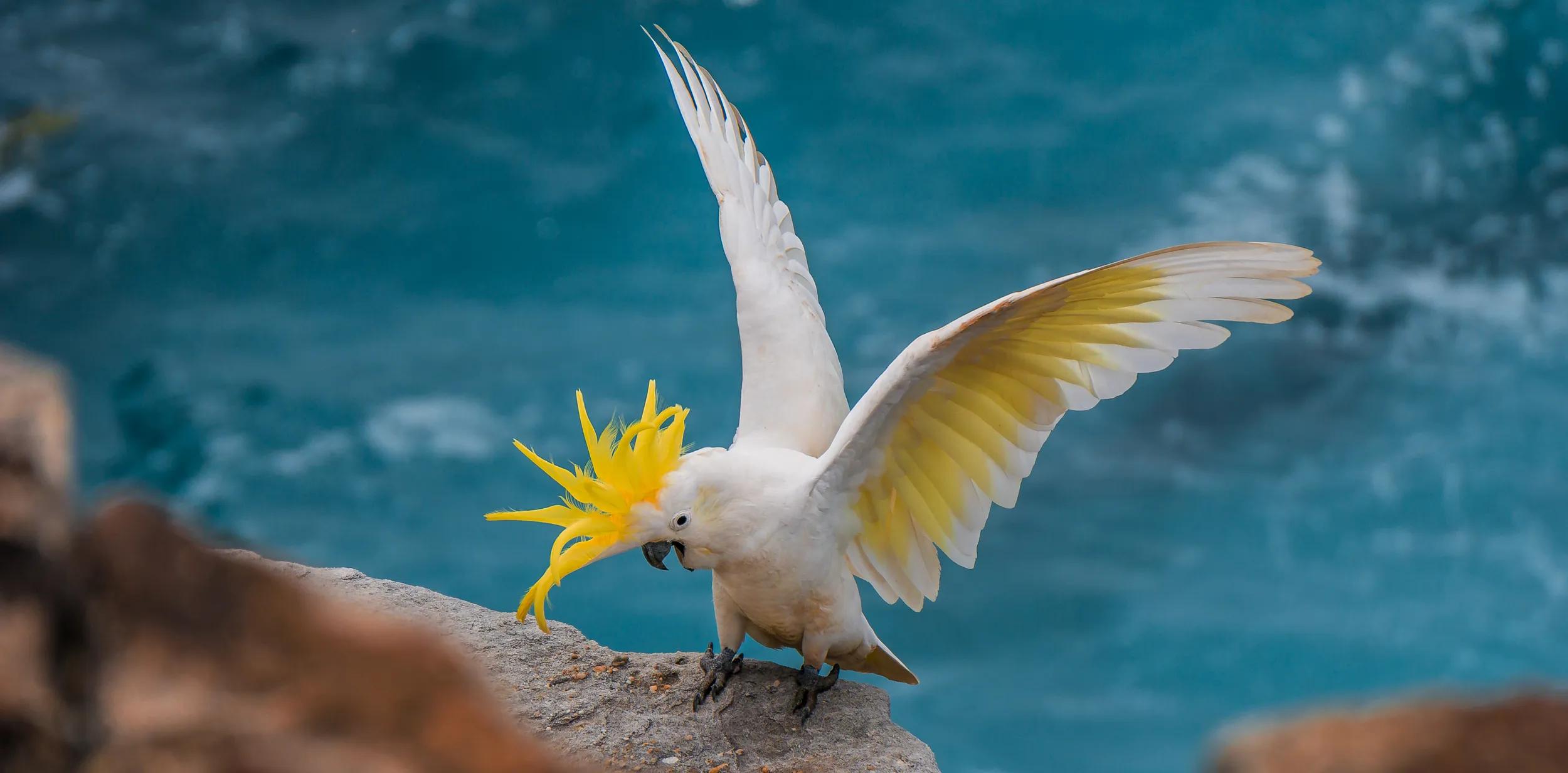 Cockatoo displays it's wings on the edge of cliff over water