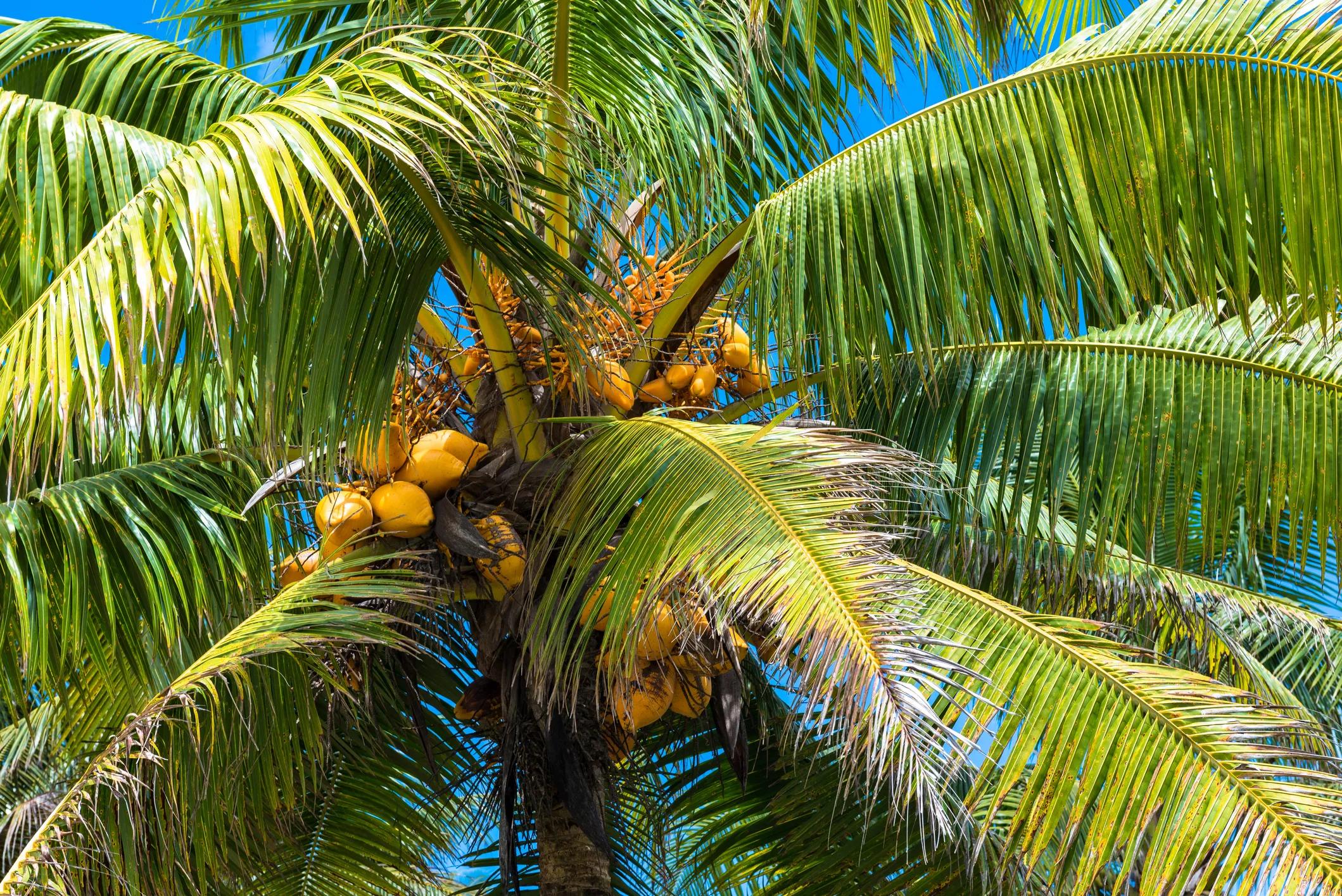 Coconuts are ripening on a tree in Niue under a blue sky.