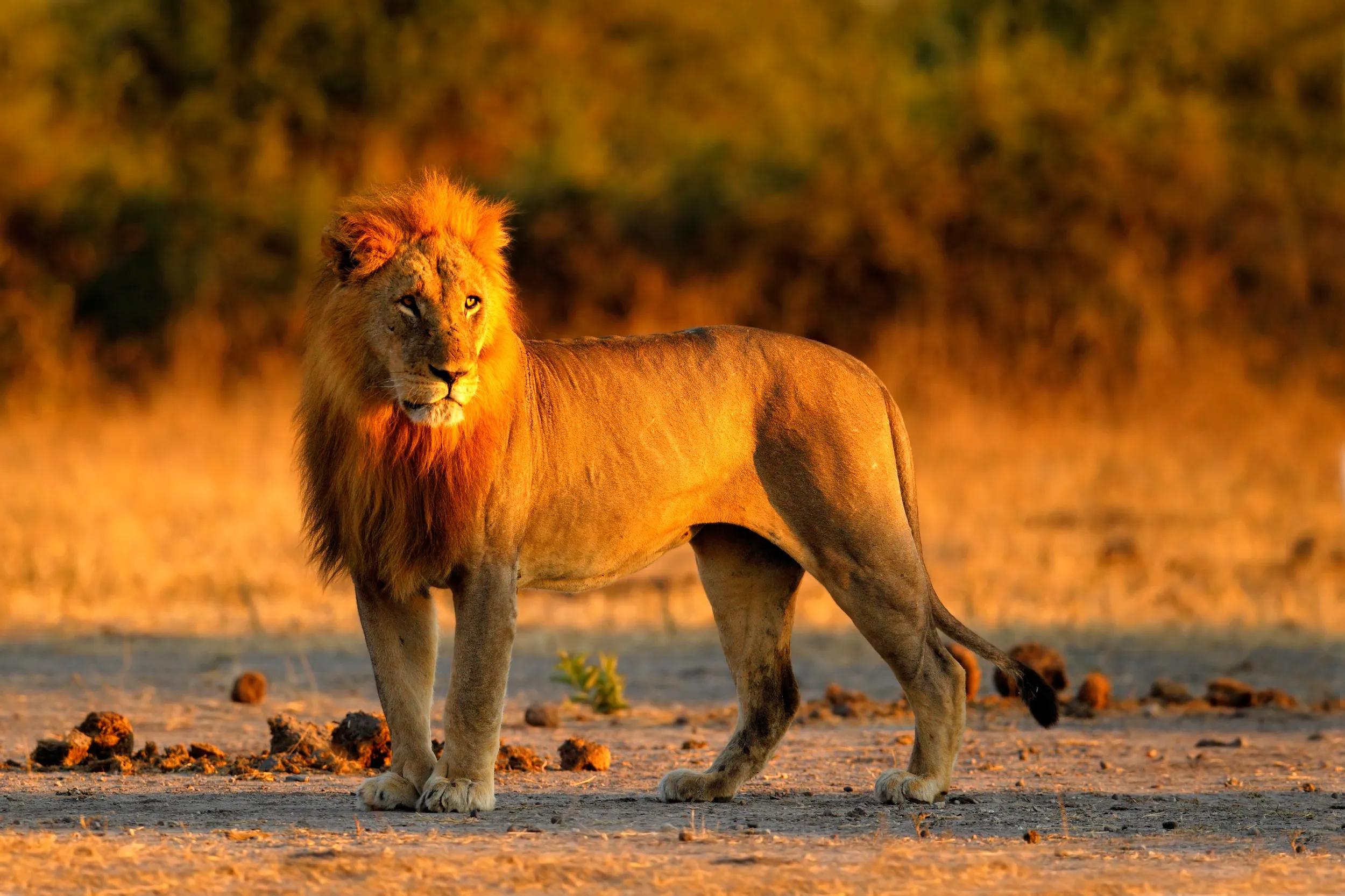 African lion, Panthera leo, detail portrait of big animal, evening sun, Chobe National Park, Botswana, South Africa. Big cat in the nature habitat.