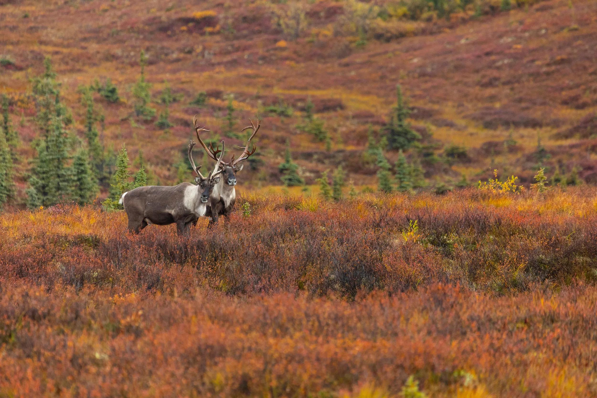 Two caribou pause in the fall colored tundra in Denali National Park and Preserve, Alaska, USA