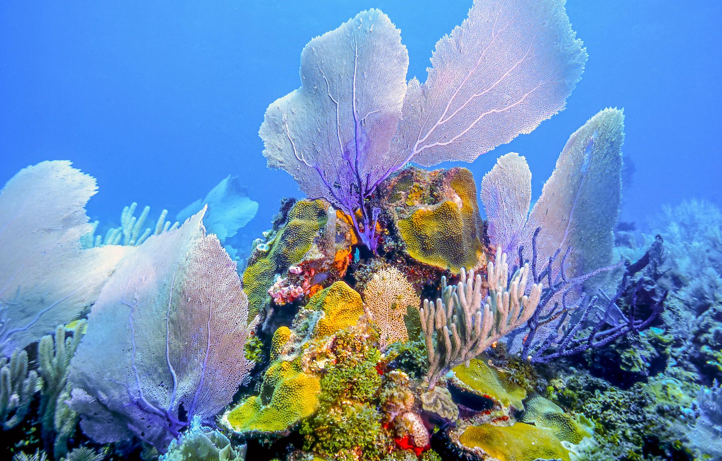 Coral reef off the coast of the island of Roatan