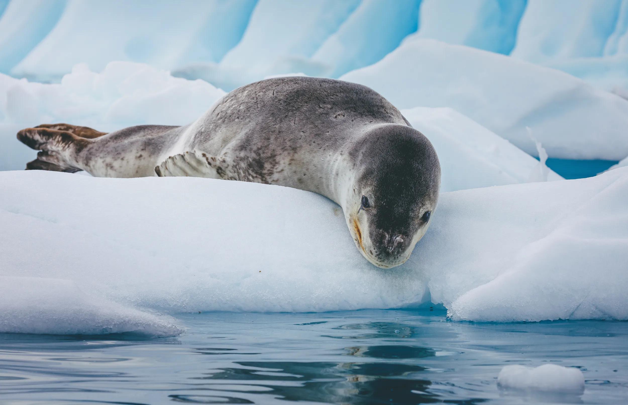 Leopard seal