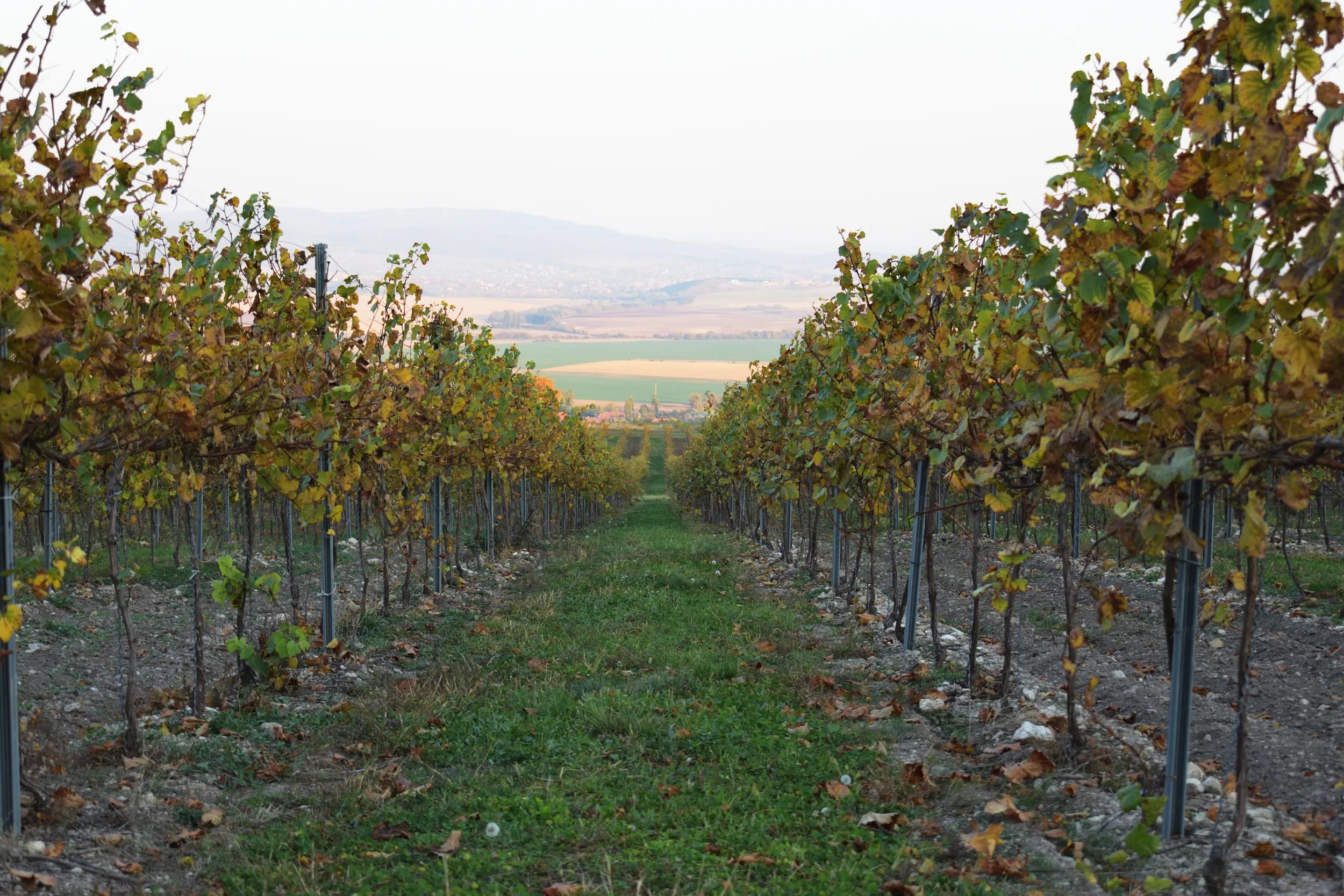 Grape plantation at autumn in sunset in the Hungarian vine region Etyek Buda.
