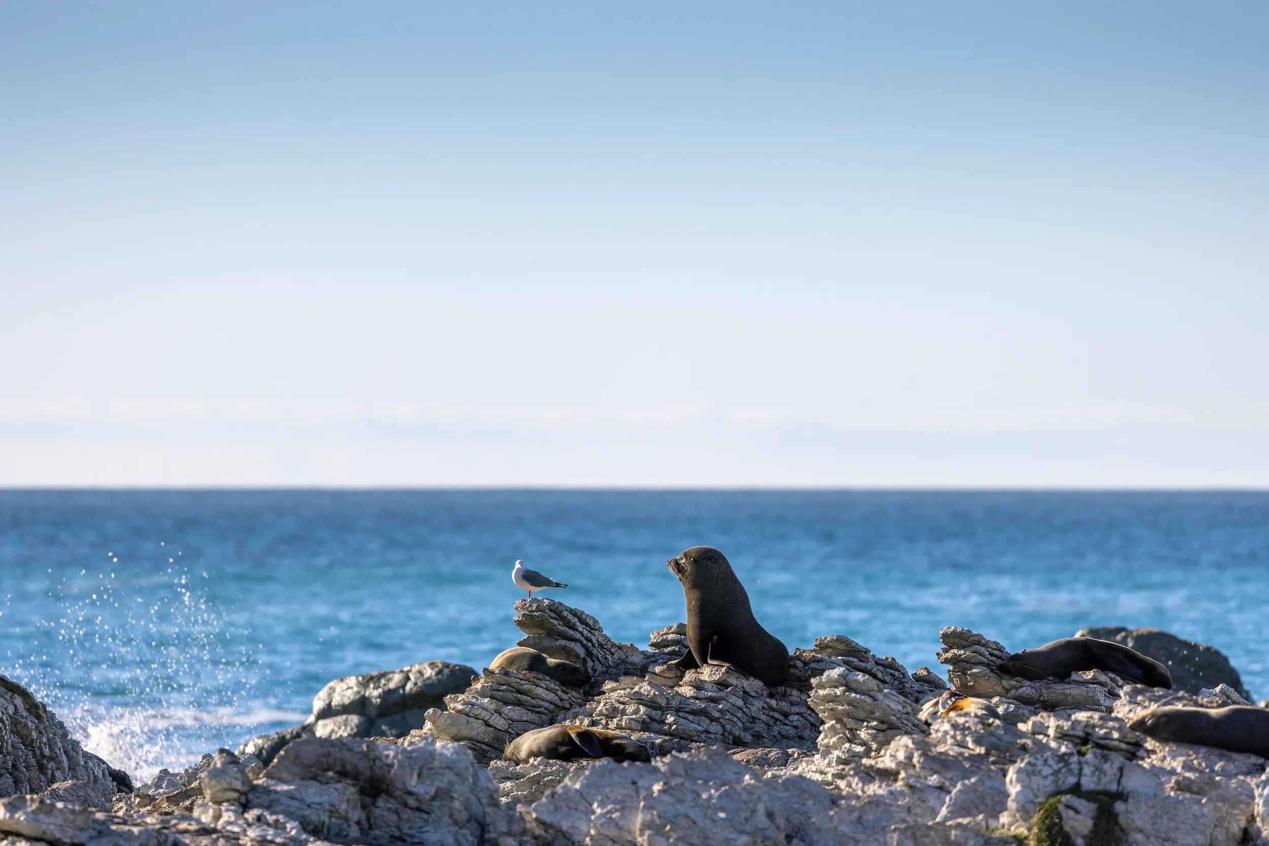 FREE FOR USE Seals on the rocks near town of Kairoura, Cantebury Region, SouthIsland, NZ.