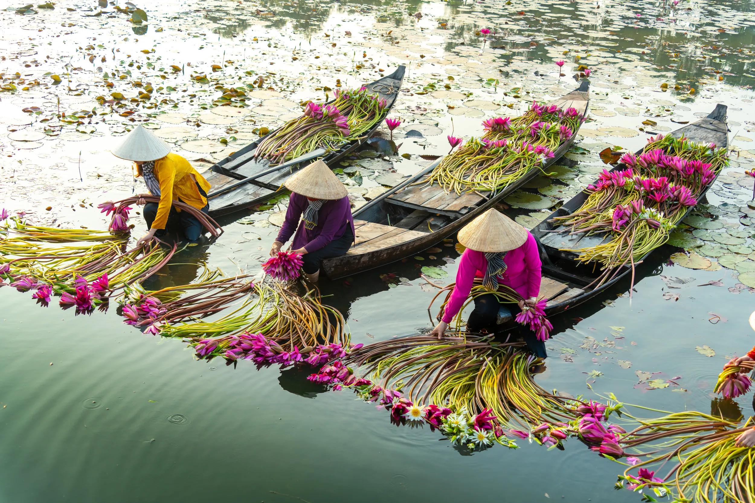 view of rural women on wooden boat in Moc Hoa district, Long An province, Mekong Delta are harvesting water lilies. Water lily is a traditional dish here. Travel and landscape concept