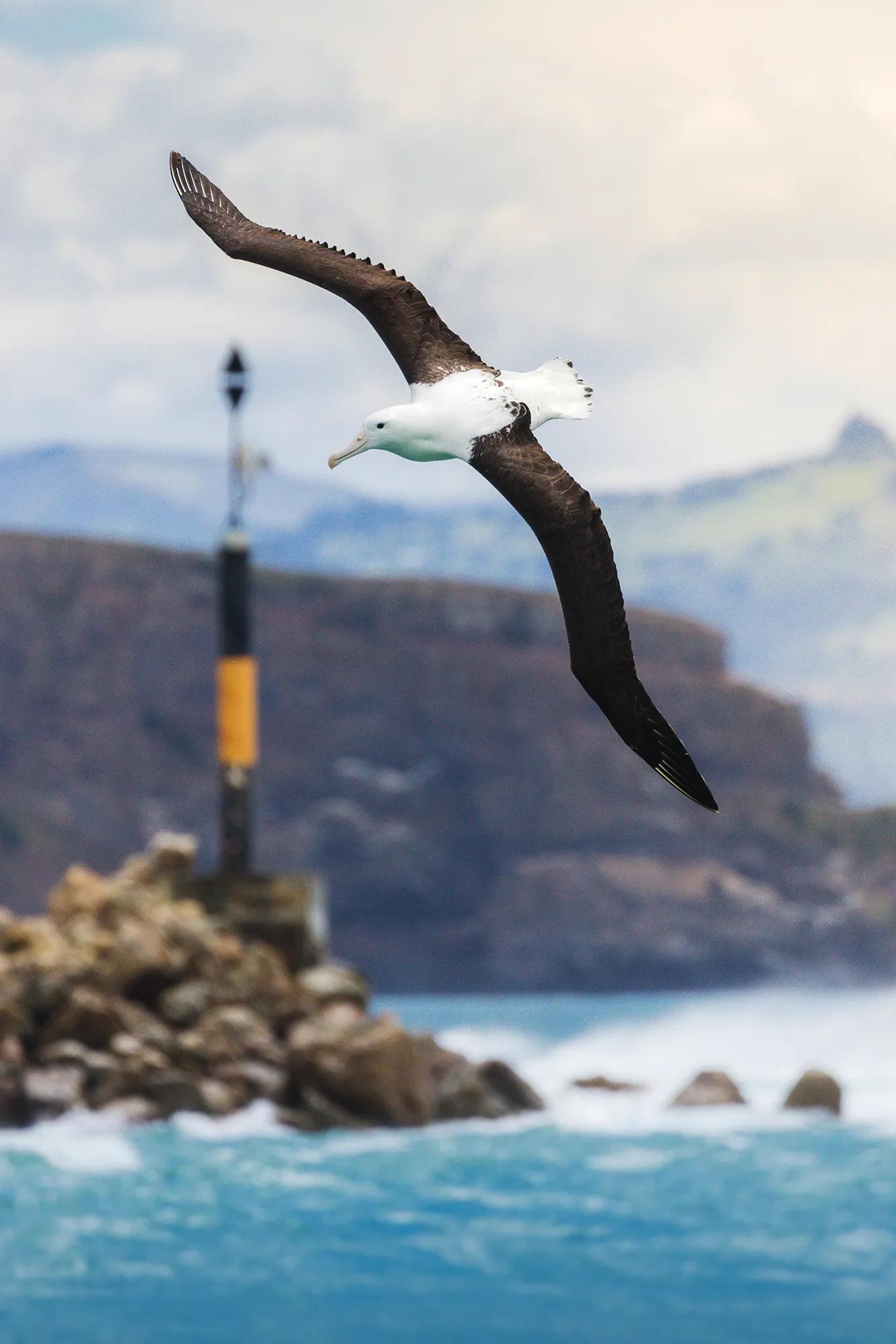 Albatross flying