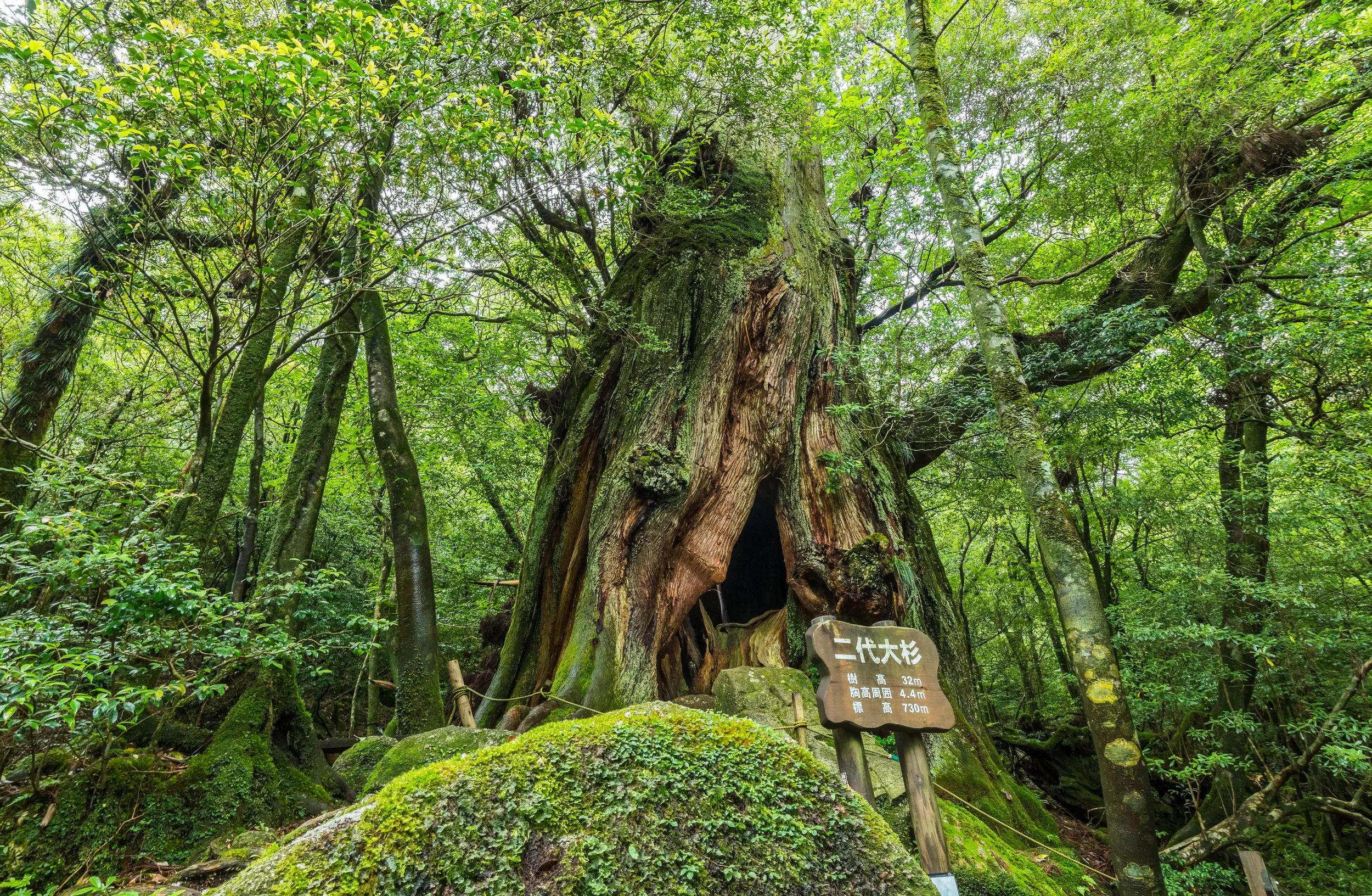 Yakushima Island is located in Kagoshima prefecture, southern part of Kyusyu, Japan. There is a subtropical zone and its covered by an extensive cedar (sugi) forest. 

This stump is called NIdai-Ohsugi in Shiratani Unsuikyo Ravine.