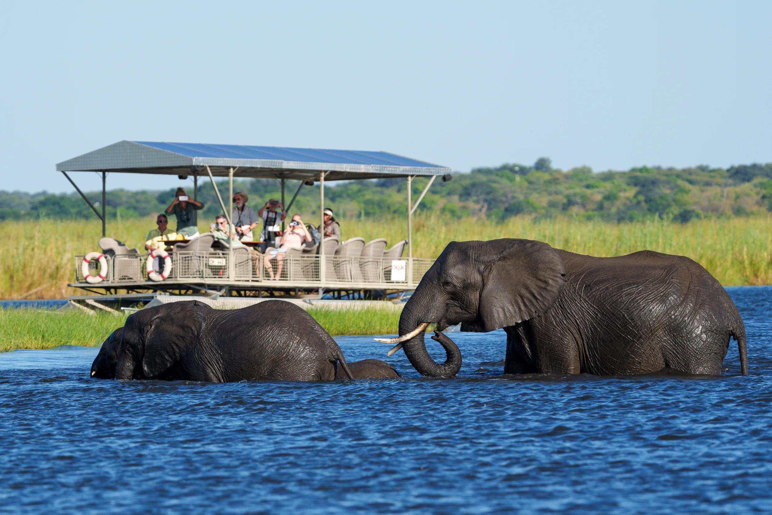 Elephants, Chobe Game Lodge, Botswana, Africa.