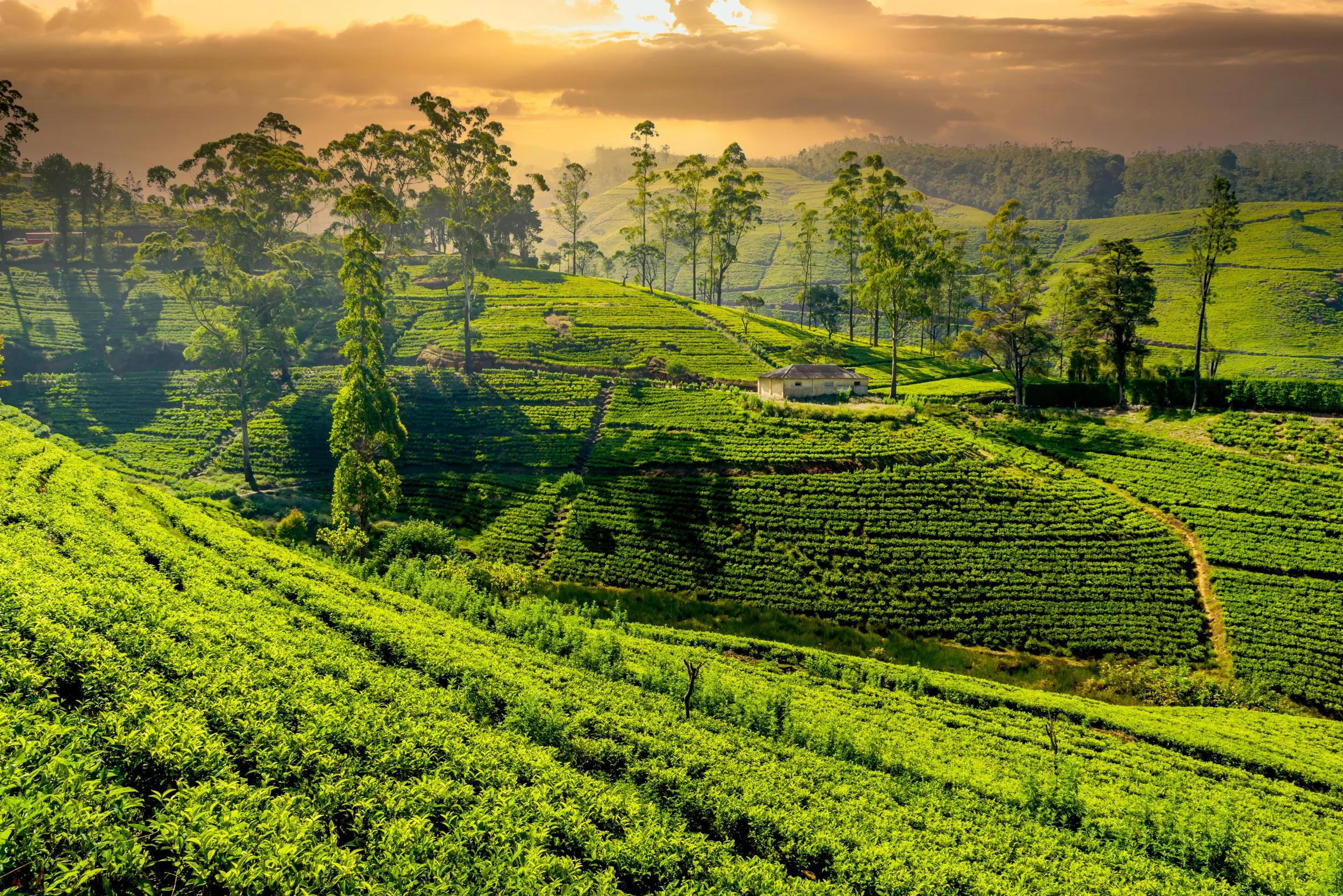 Hills with tea plantation at misty morning in Sri Lanka. Drone photo.
