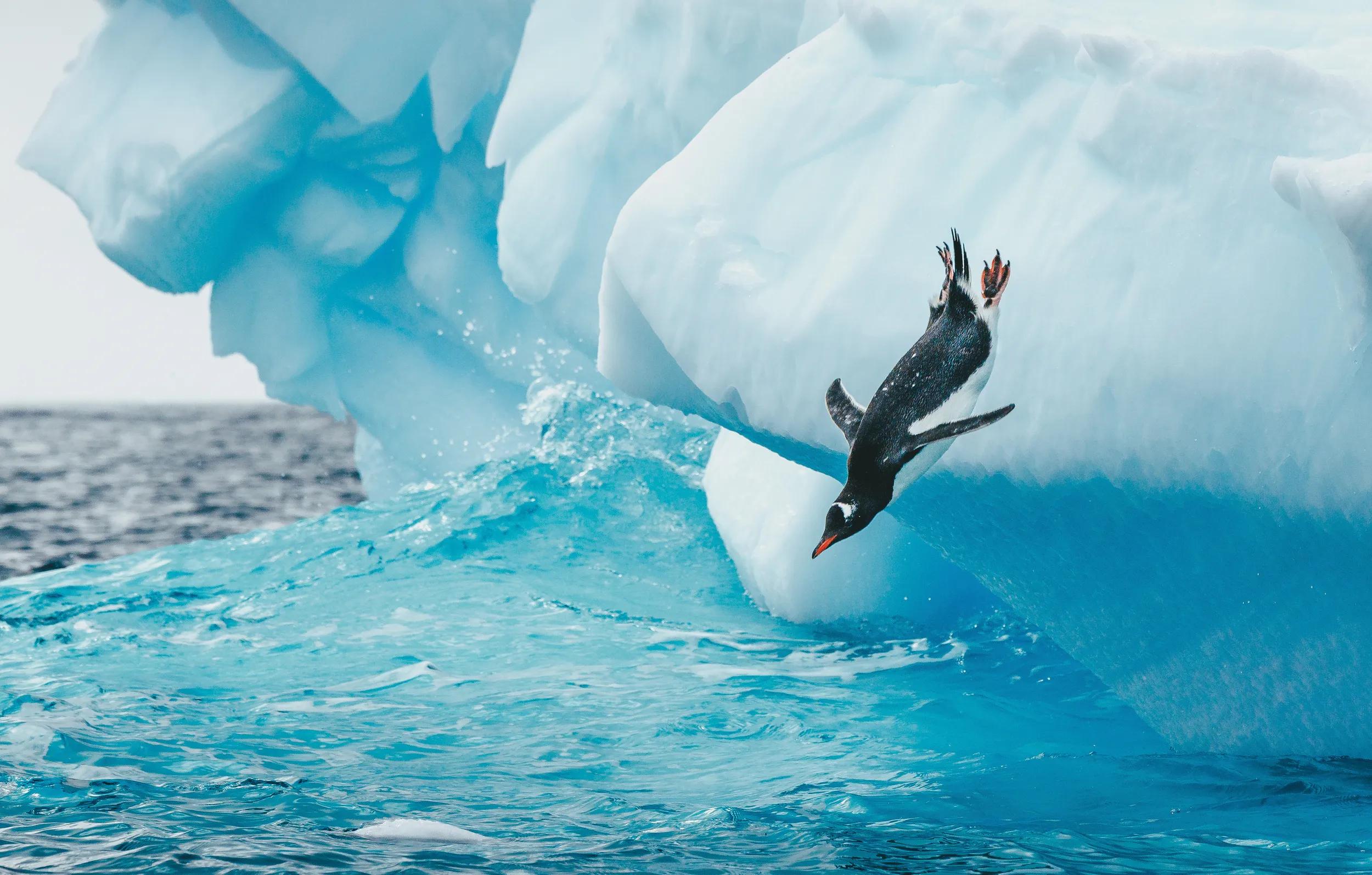 Gentoo penguin diving with perfect form