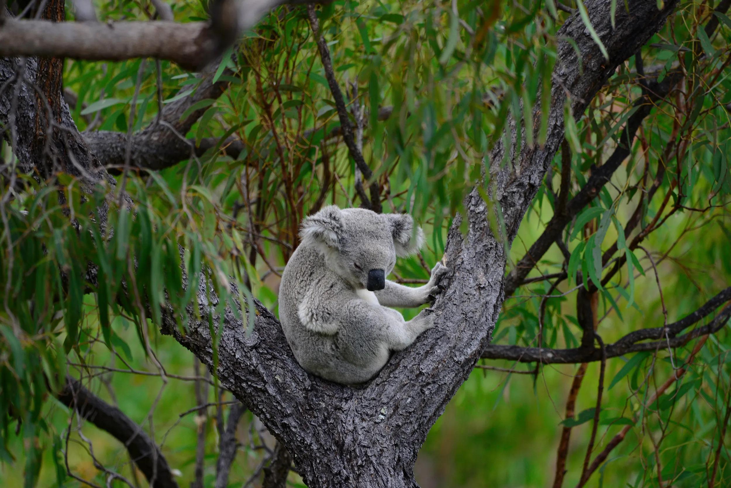 Koala ( Phascolarctos cinereus), Australia