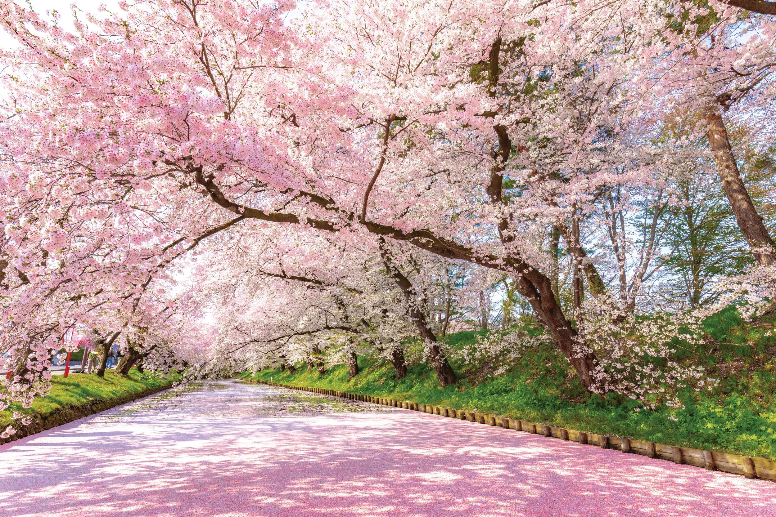 Raft of cherry blossom (hana-ikada) on the  Iwaki River, in Hirosaki, Aomori