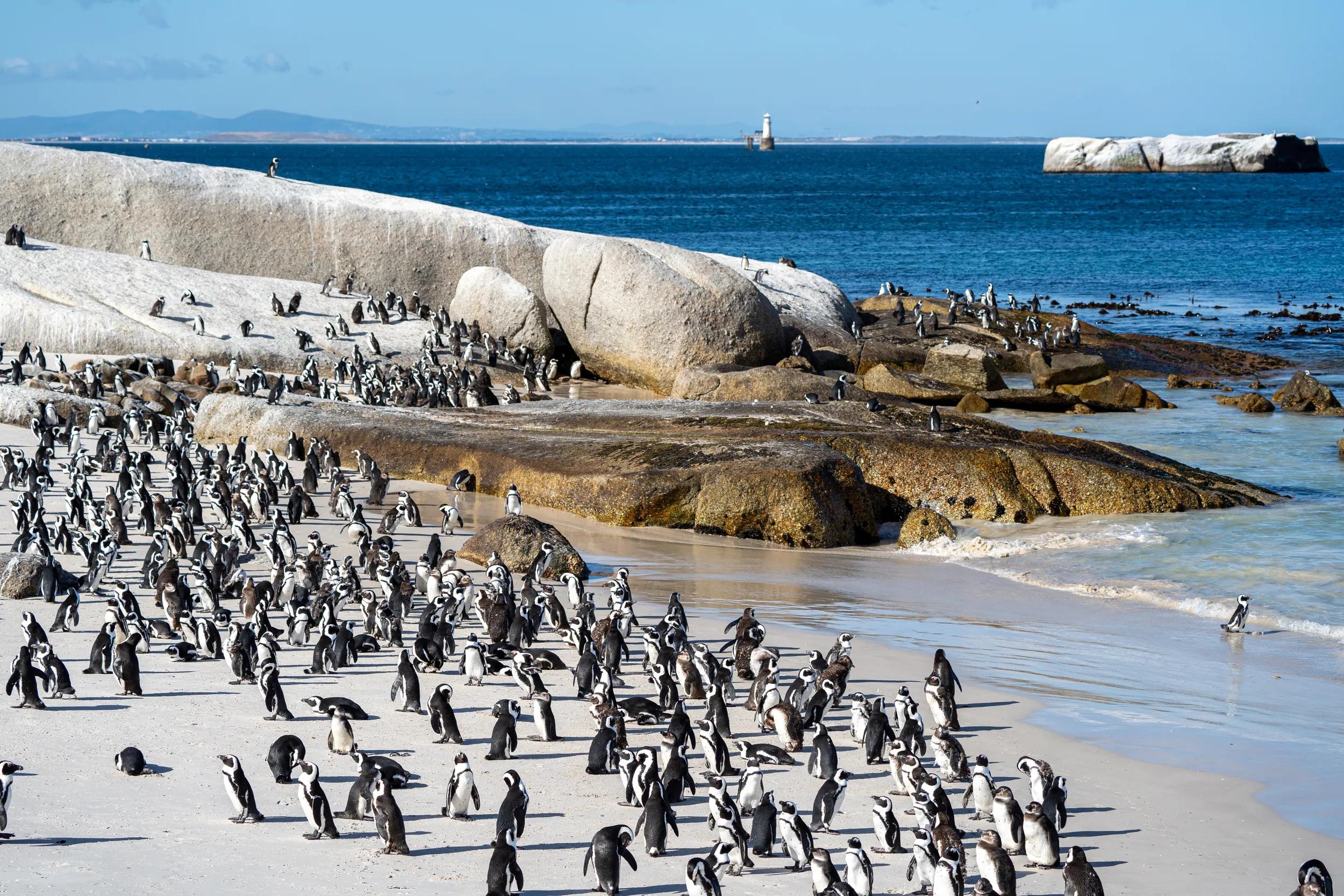 The famous Boulders Penguin Colony in Simons Town is home to an adorable and endangered land-based colony of African Penguins. This colony is one of only a few in the world, and the site has become famous and a popular international tourist destination.
