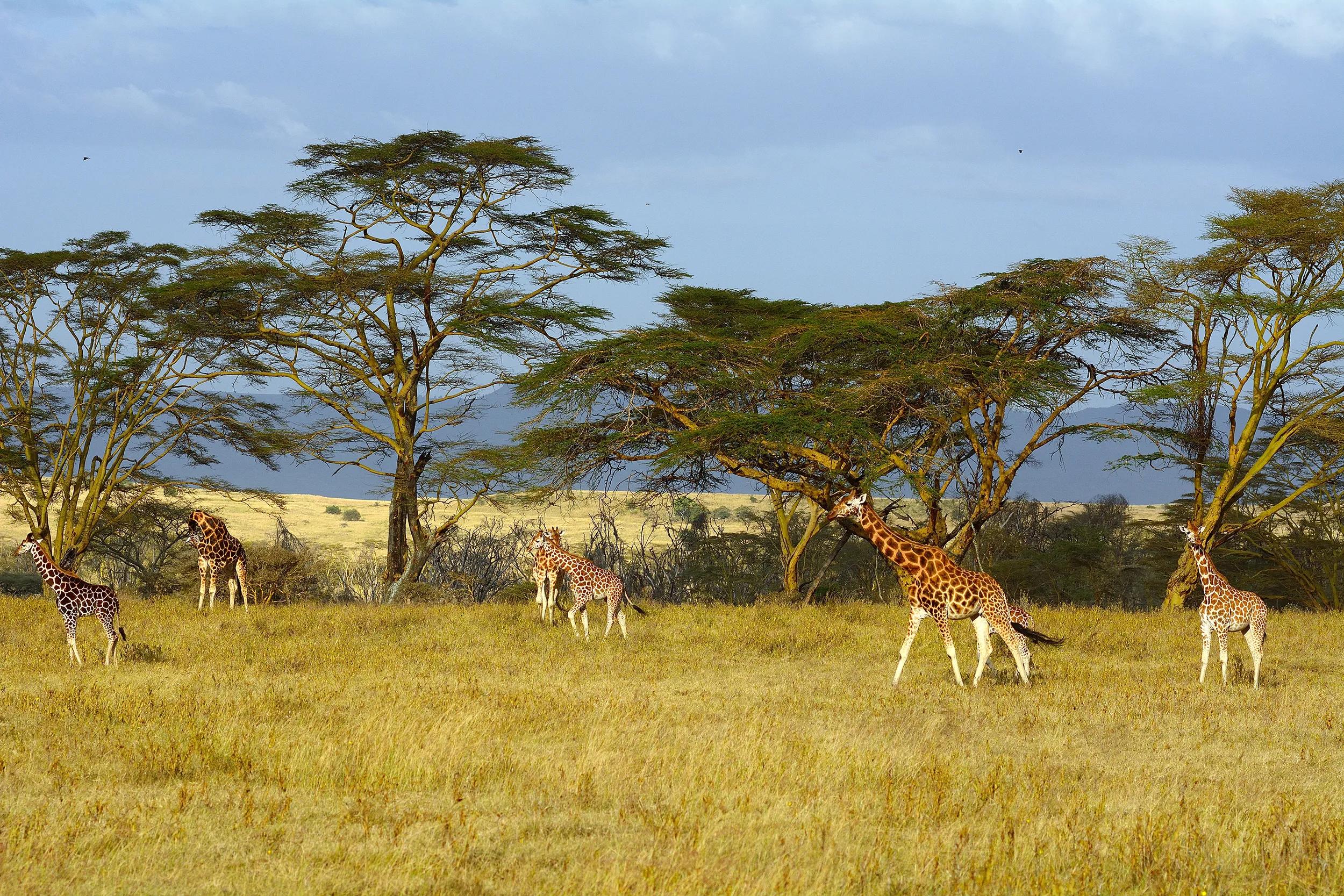 Rotschild giraffes, Lake Nakuru National Park, Kenya