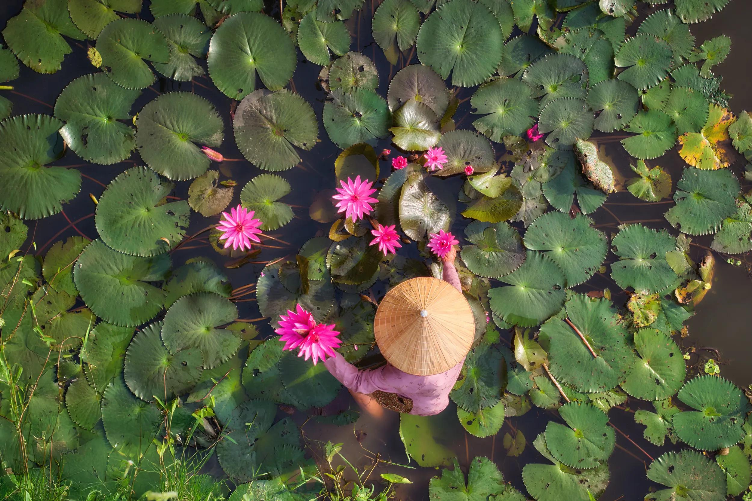 Top View of Vietnamese Farmer Harvesting Pink Lotus Flowers in Pond – Traditional Scene, Conical Hat, Vibrant Water Lilies, Ideal for Culture and Nature Themes. Ninh Binh, Vietnam.
