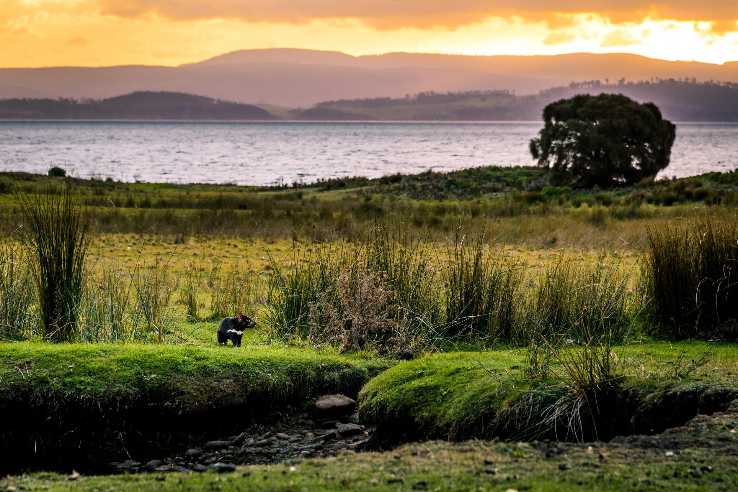 Wild Tasmanian Davil at Maria Island