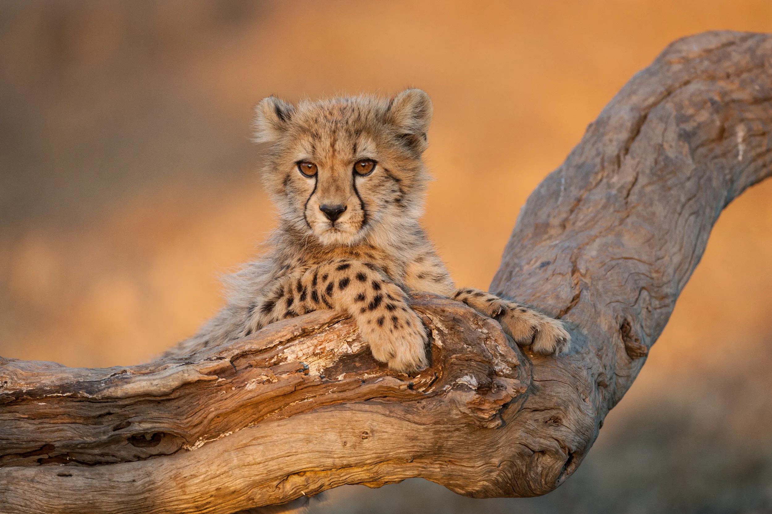 Baby Cheetah Kruger National Park South Africa