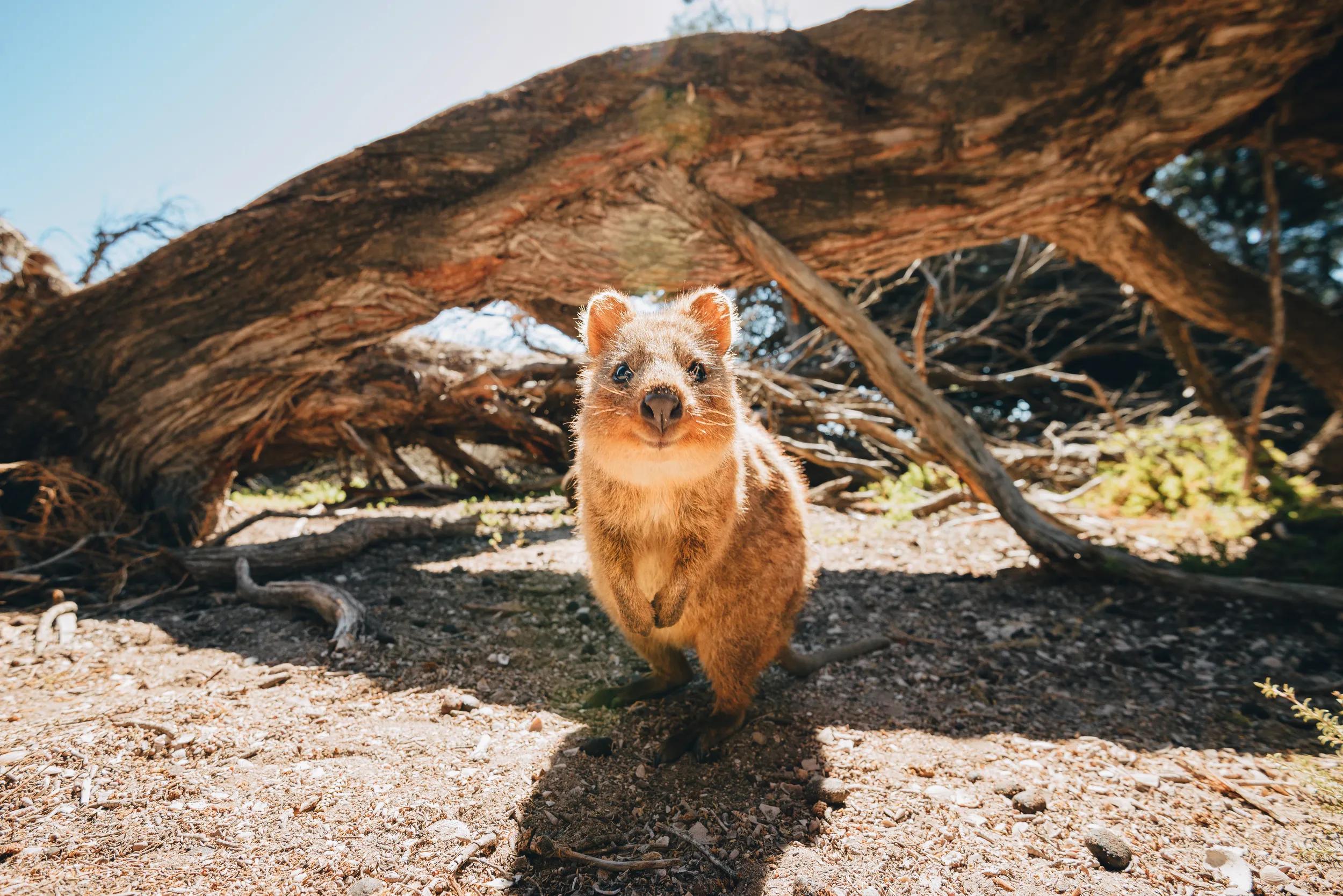 Quokkas on Rottnest Island near Perth, Australia