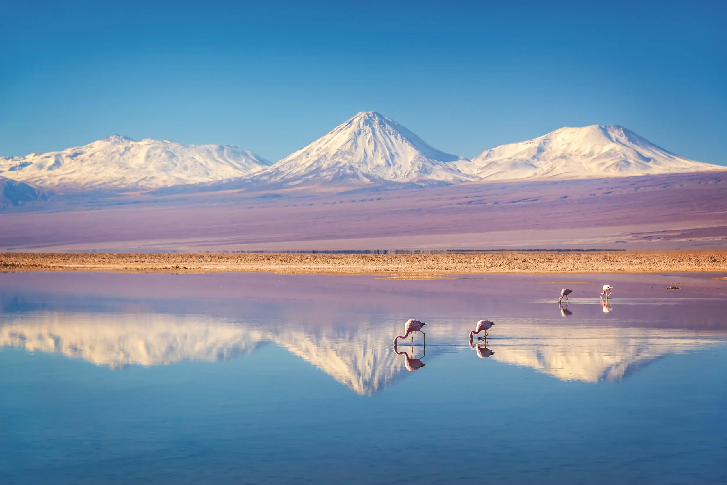 Snowy Licancabur volcano in Andes montains reflecting in the wate of Laguna Chaxa with Andean flamingos, Atacama salar, Chile